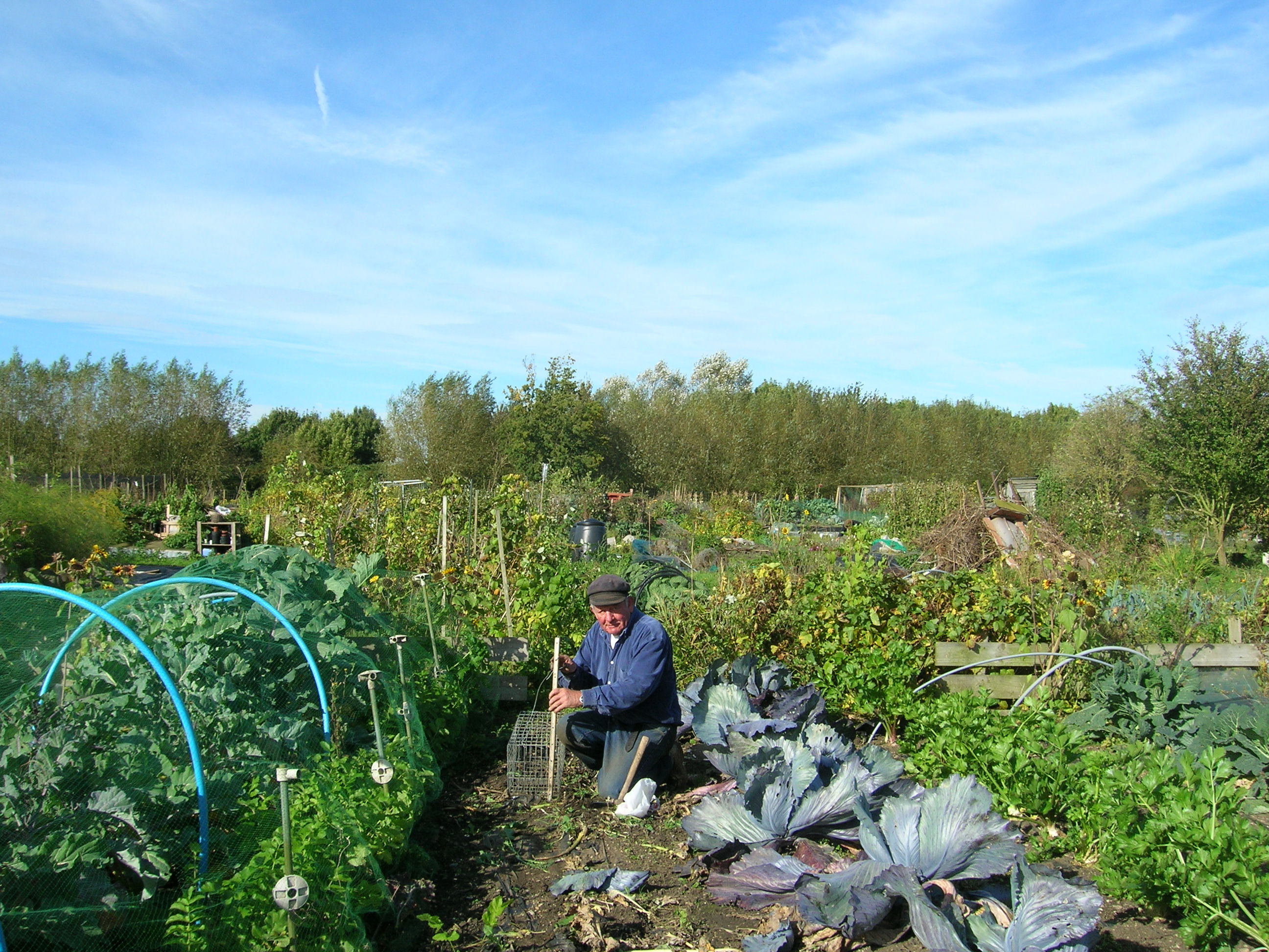 Picture from allotment library
