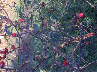Picture from allotment library