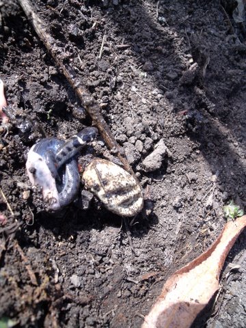 Picture from allotment library