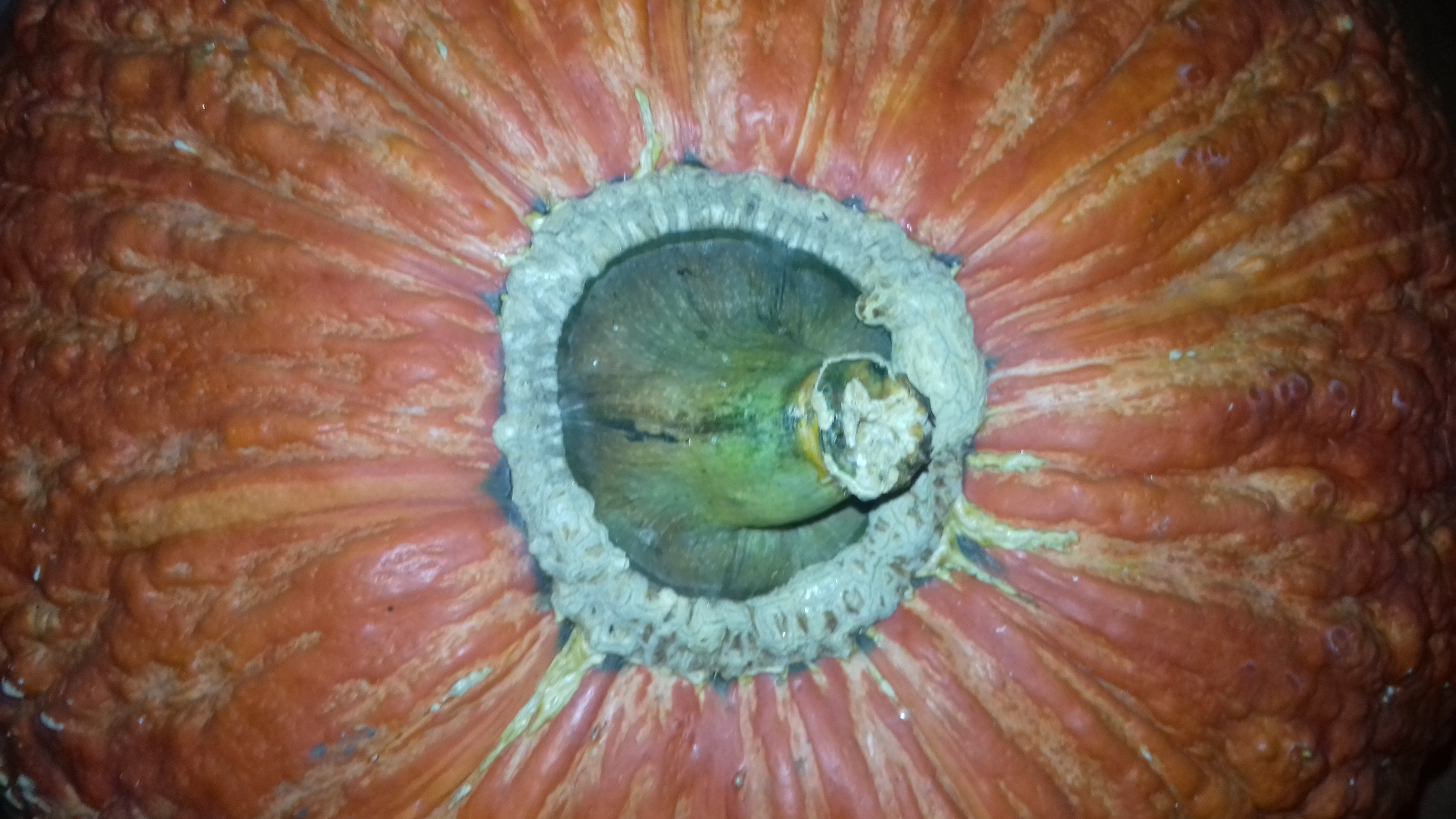 Picture from allotment library