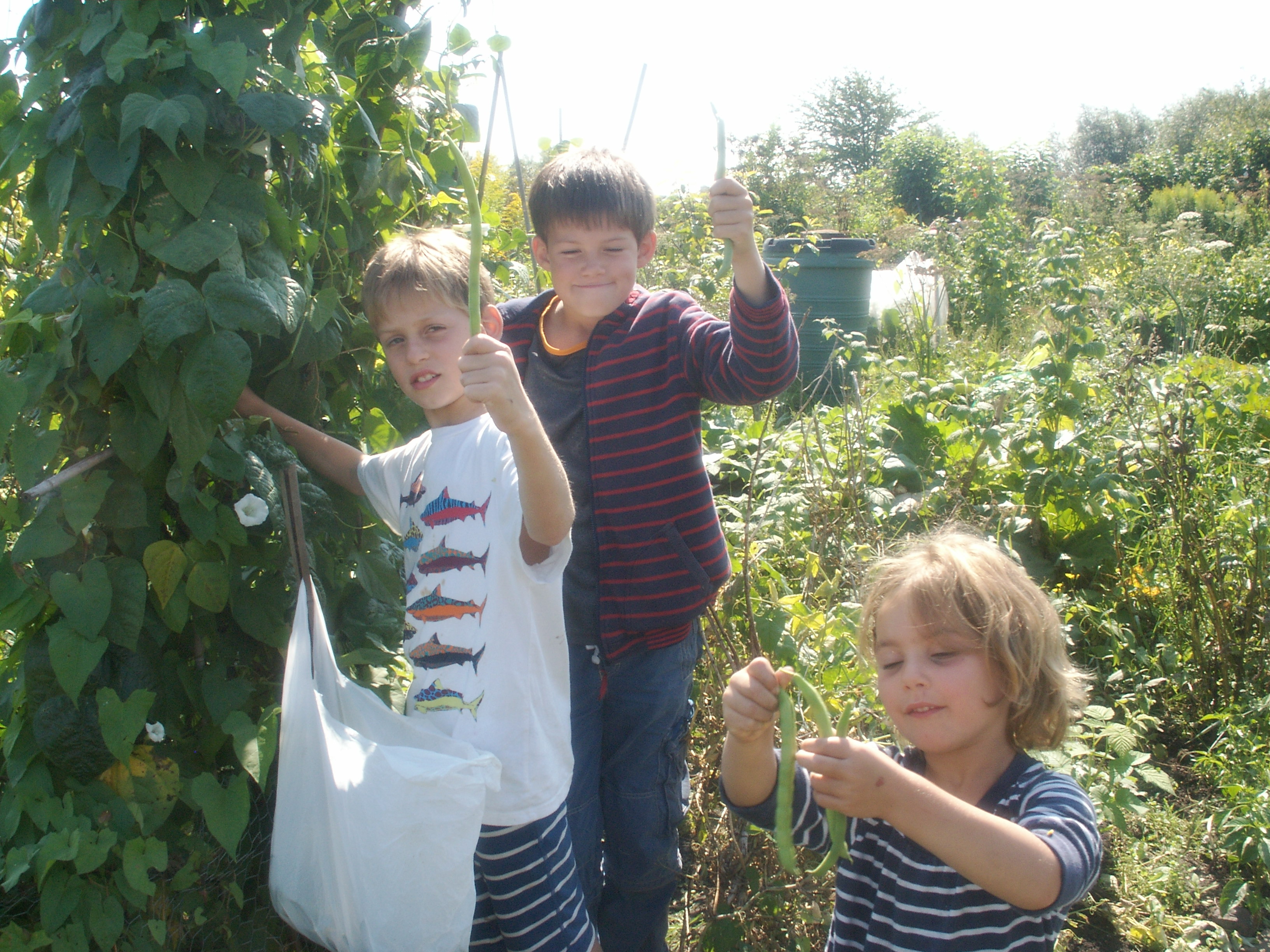 Picture from allotment library