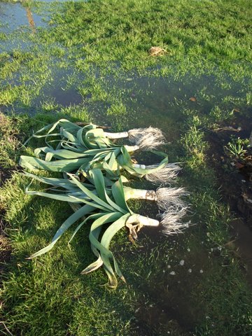Picture from allotment library