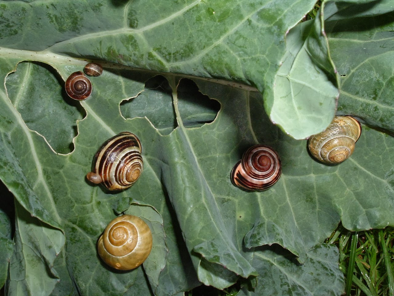 Picture from allotment library