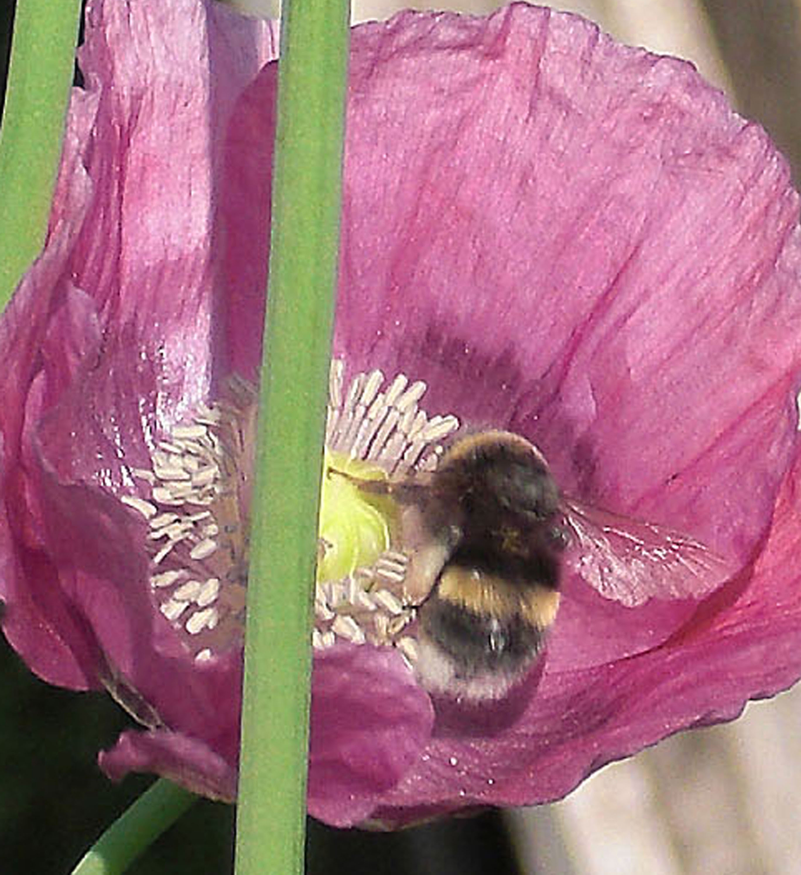Picture from allotment library