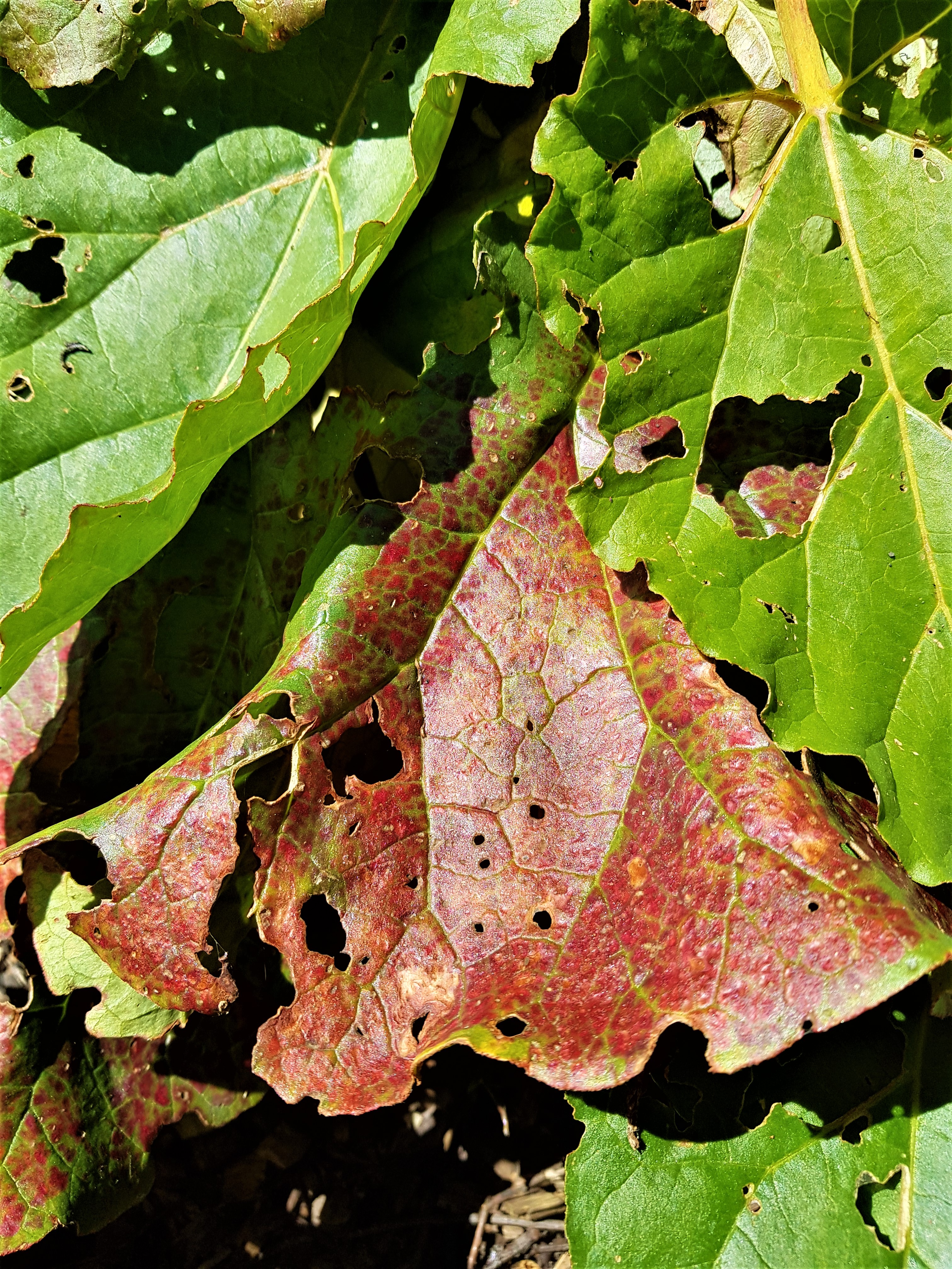 Picture from allotment library