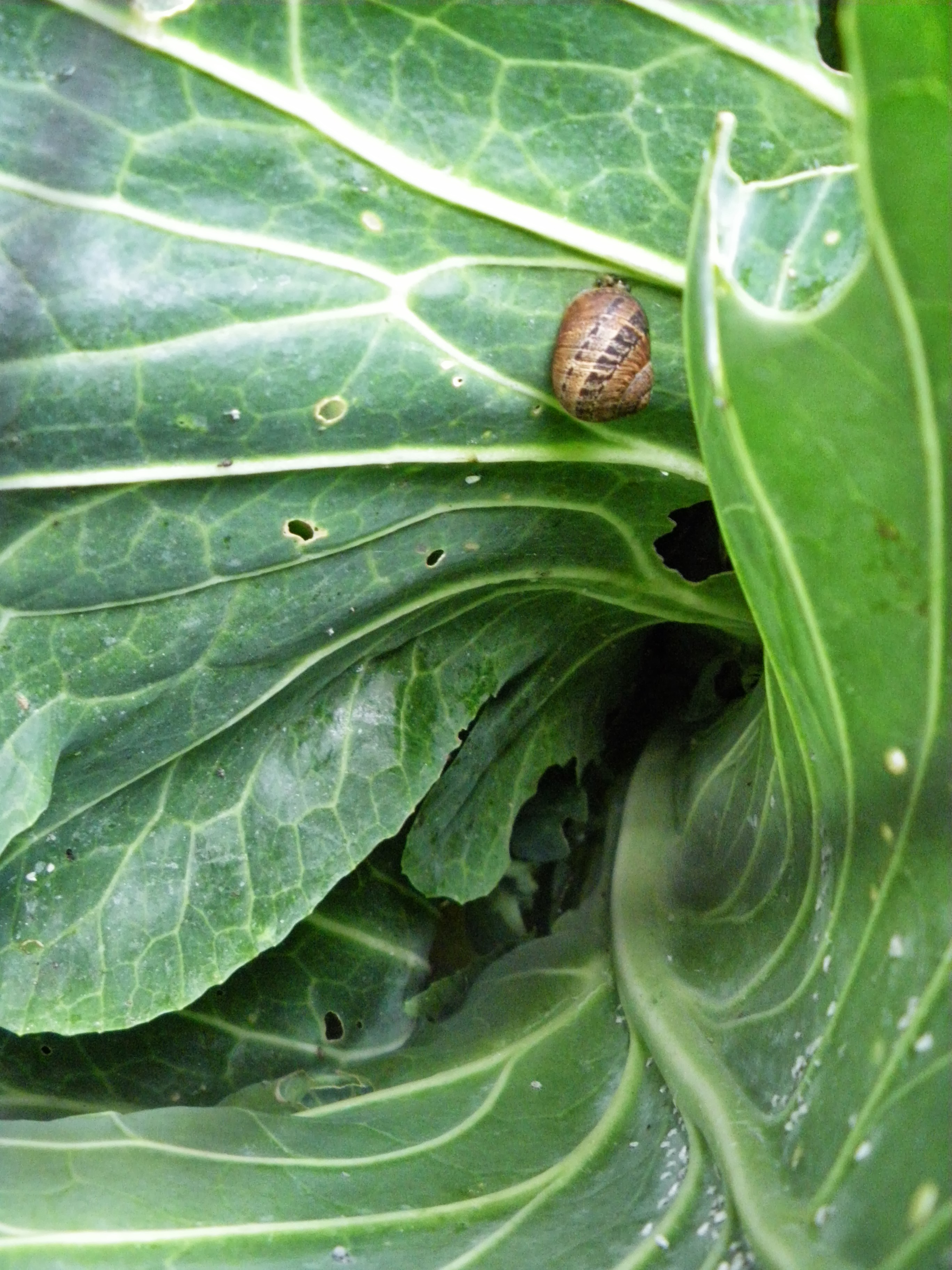 Picture from allotment library