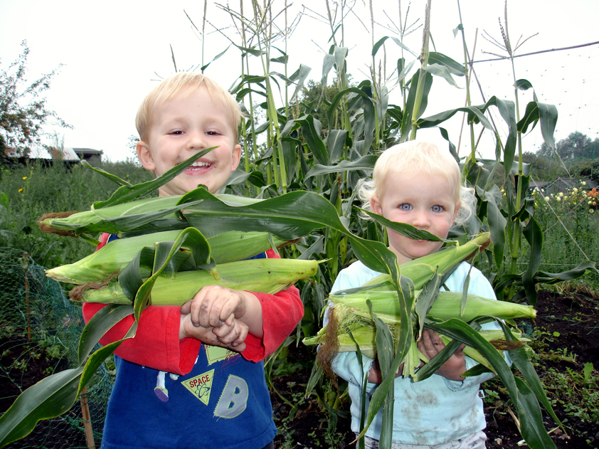 Picture from allotment library