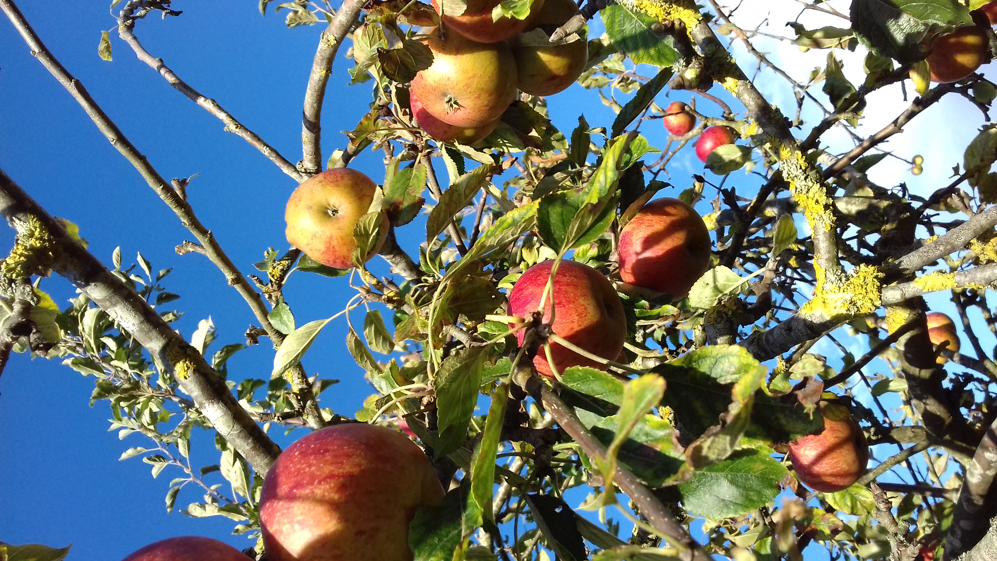 Picture from allotment library