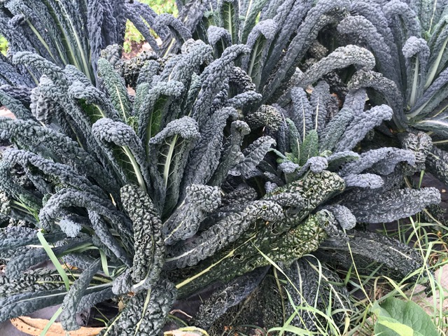 Picture from allotment library