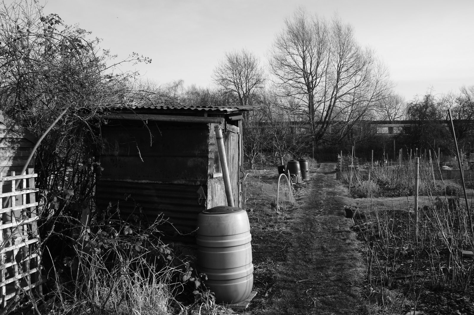 Picture from allotment library