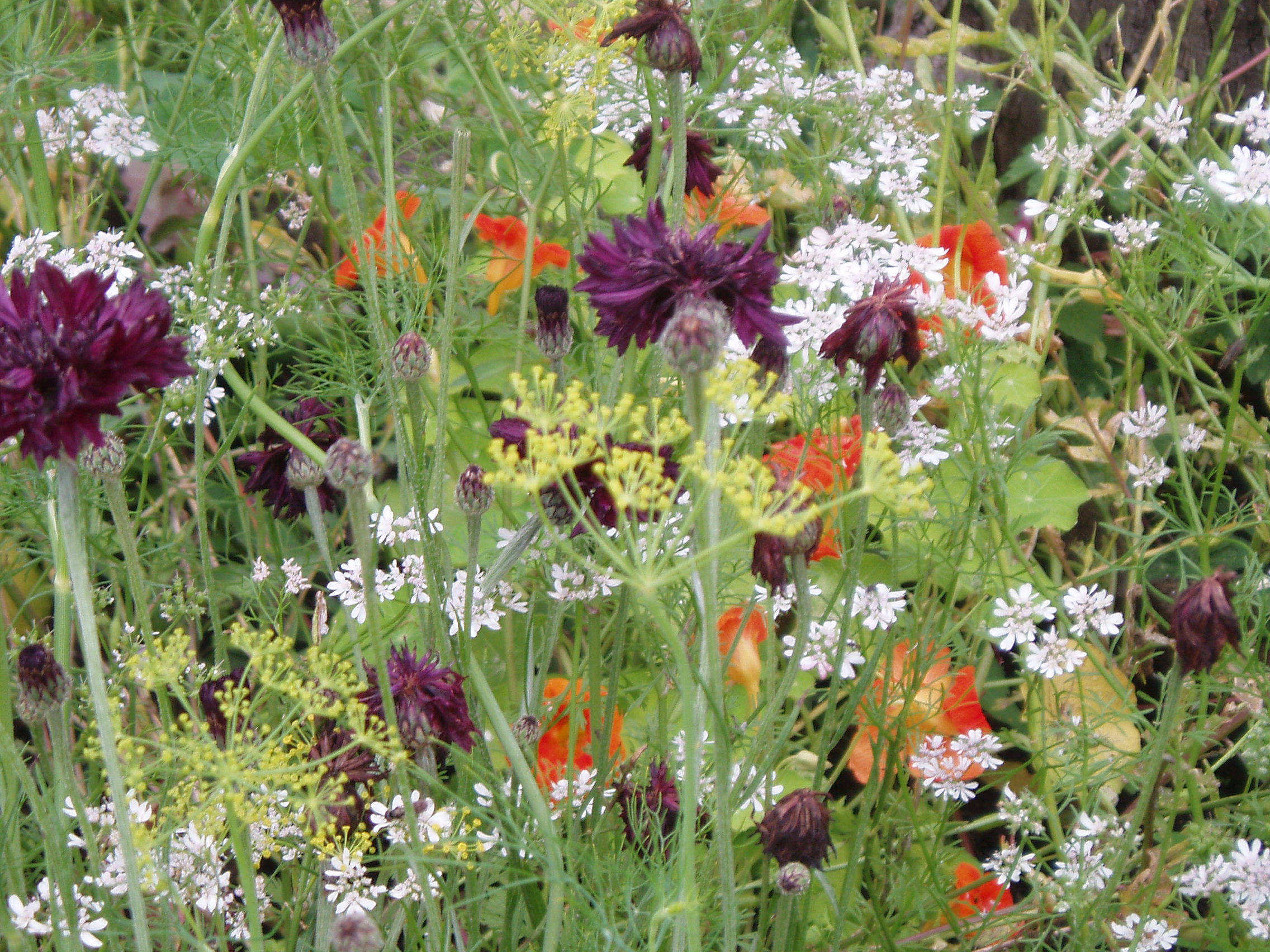 Picture from allotment library