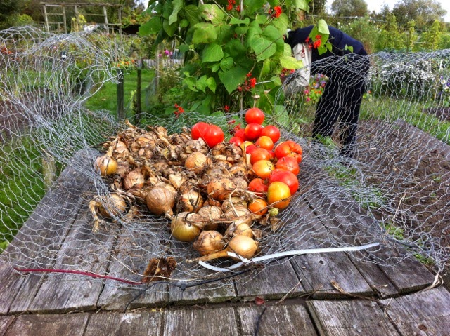 Picture from allotment library