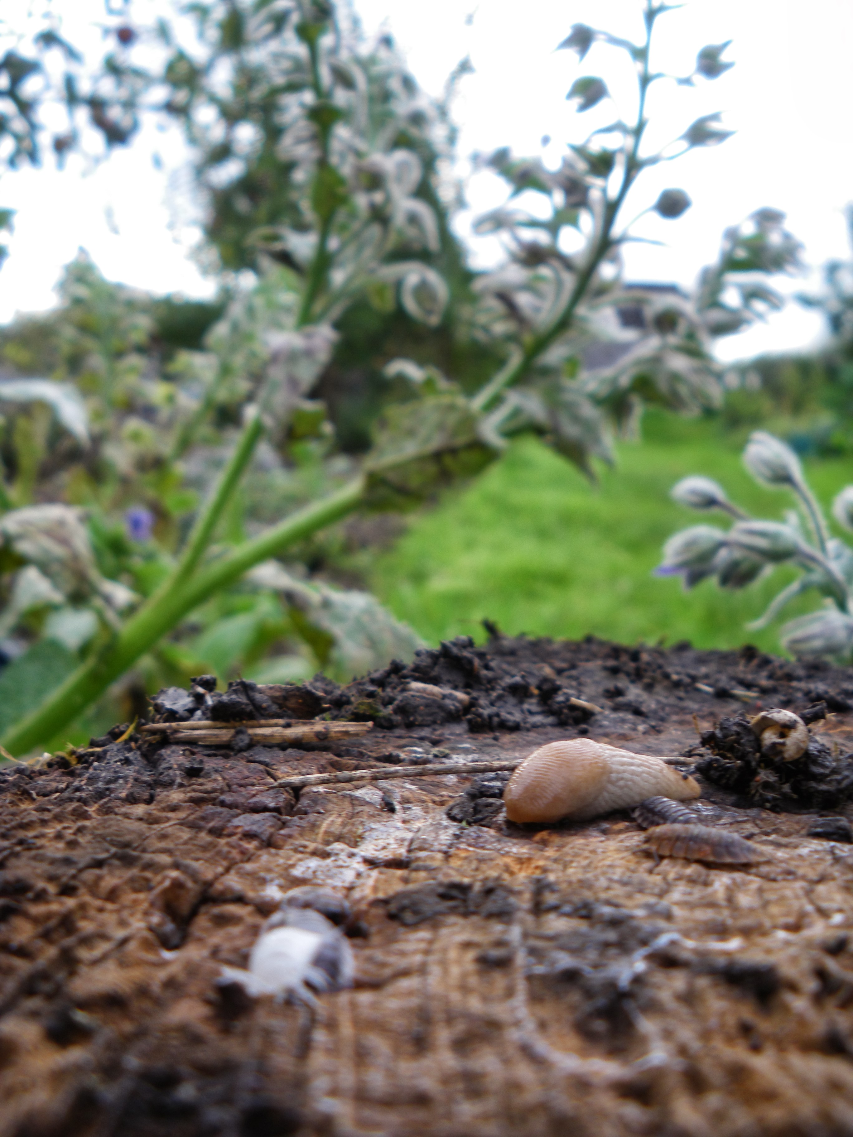 Picture from allotment library