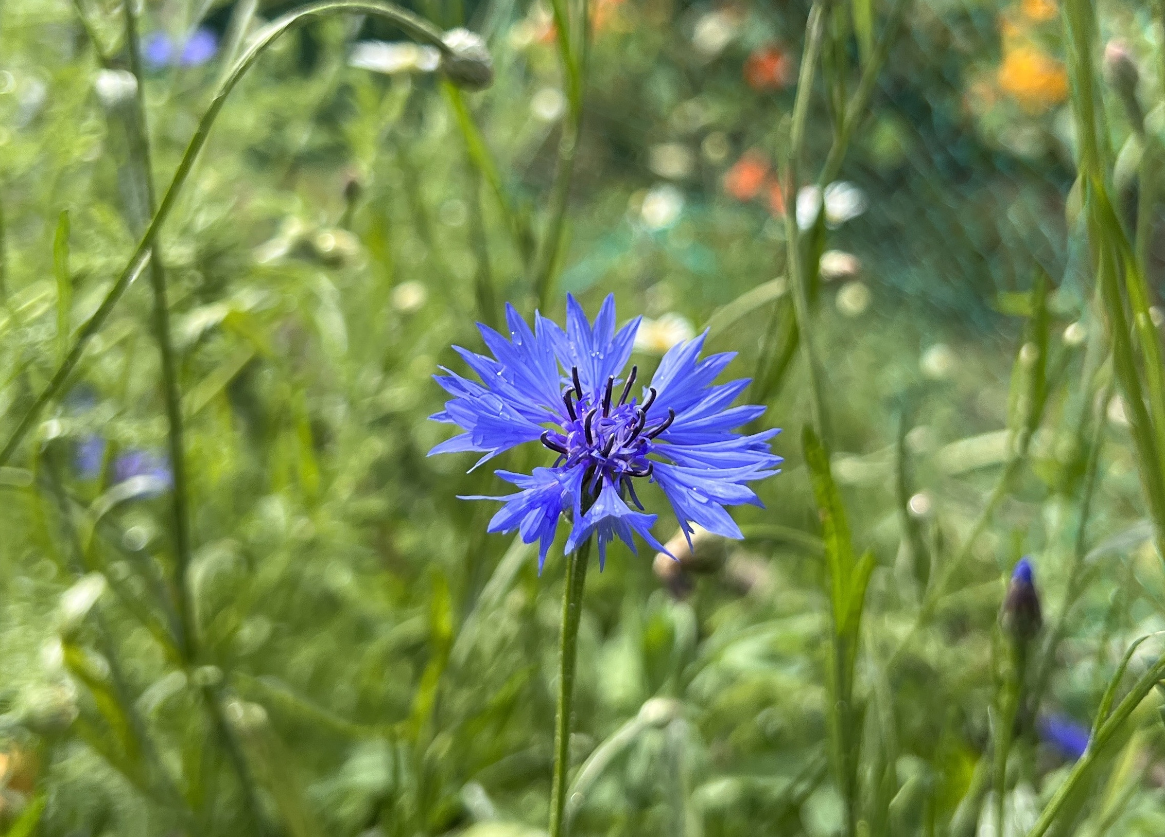 Picture from allotment library