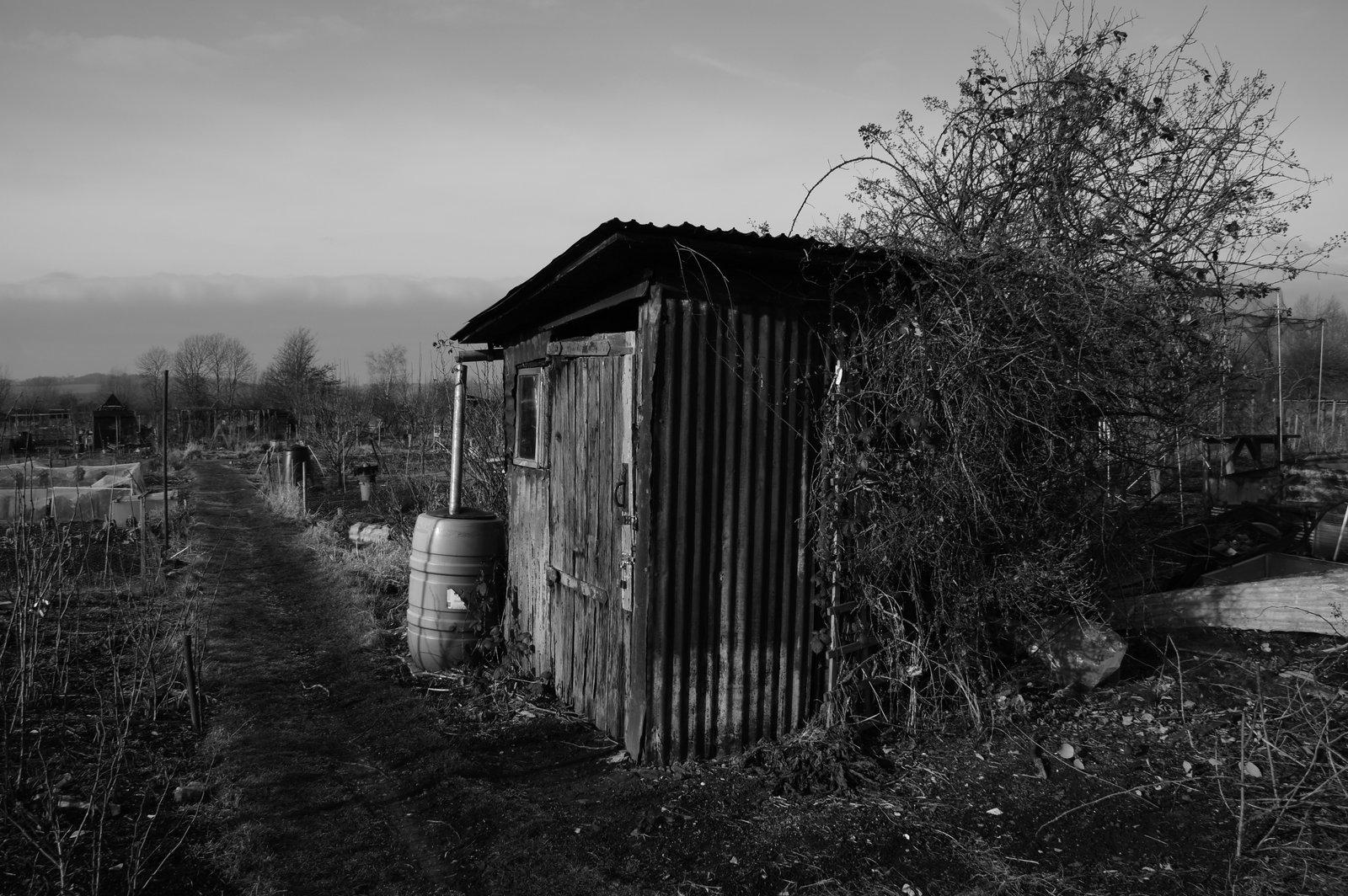 Picture from allotment library