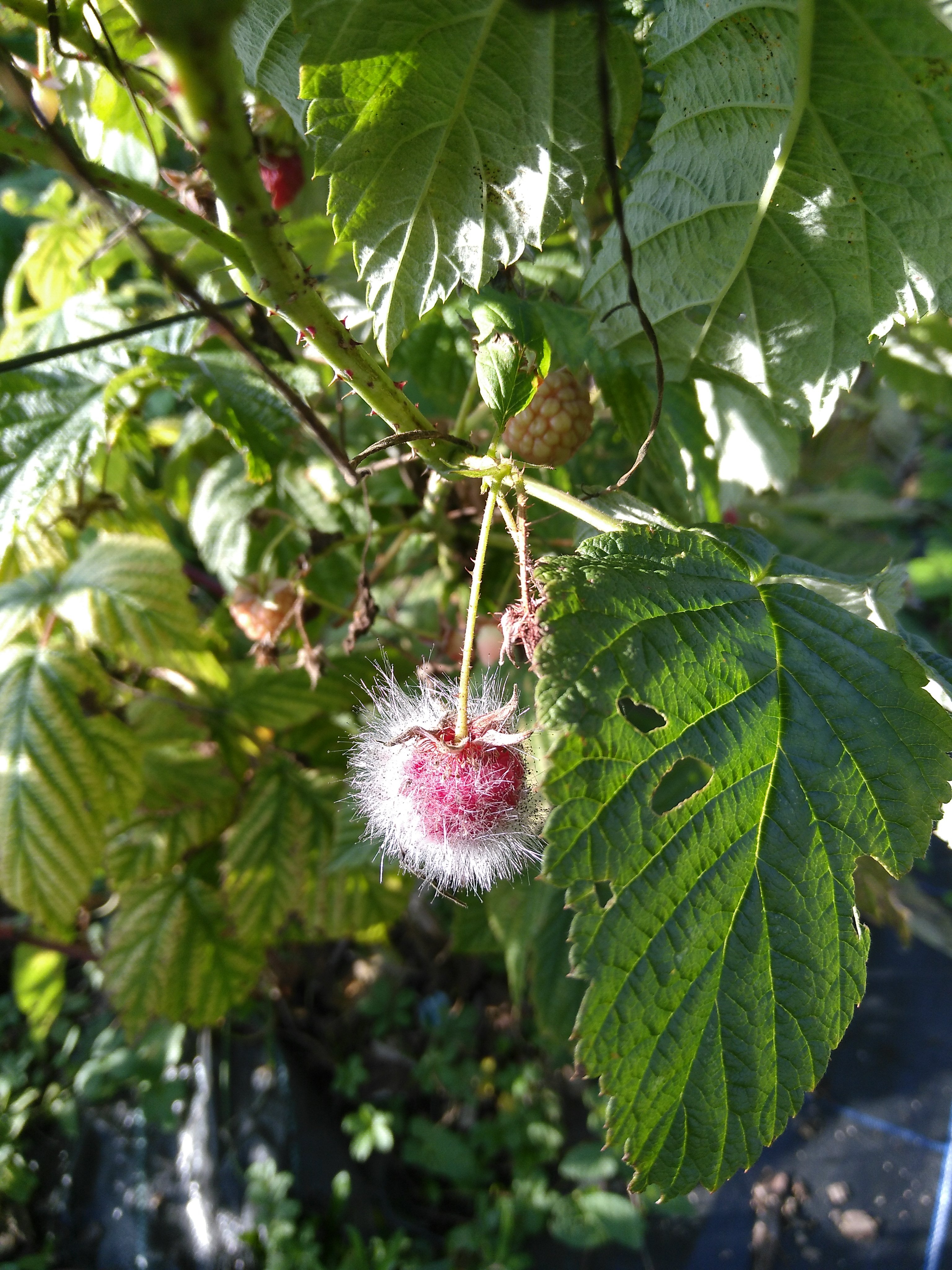 Picture from allotment library