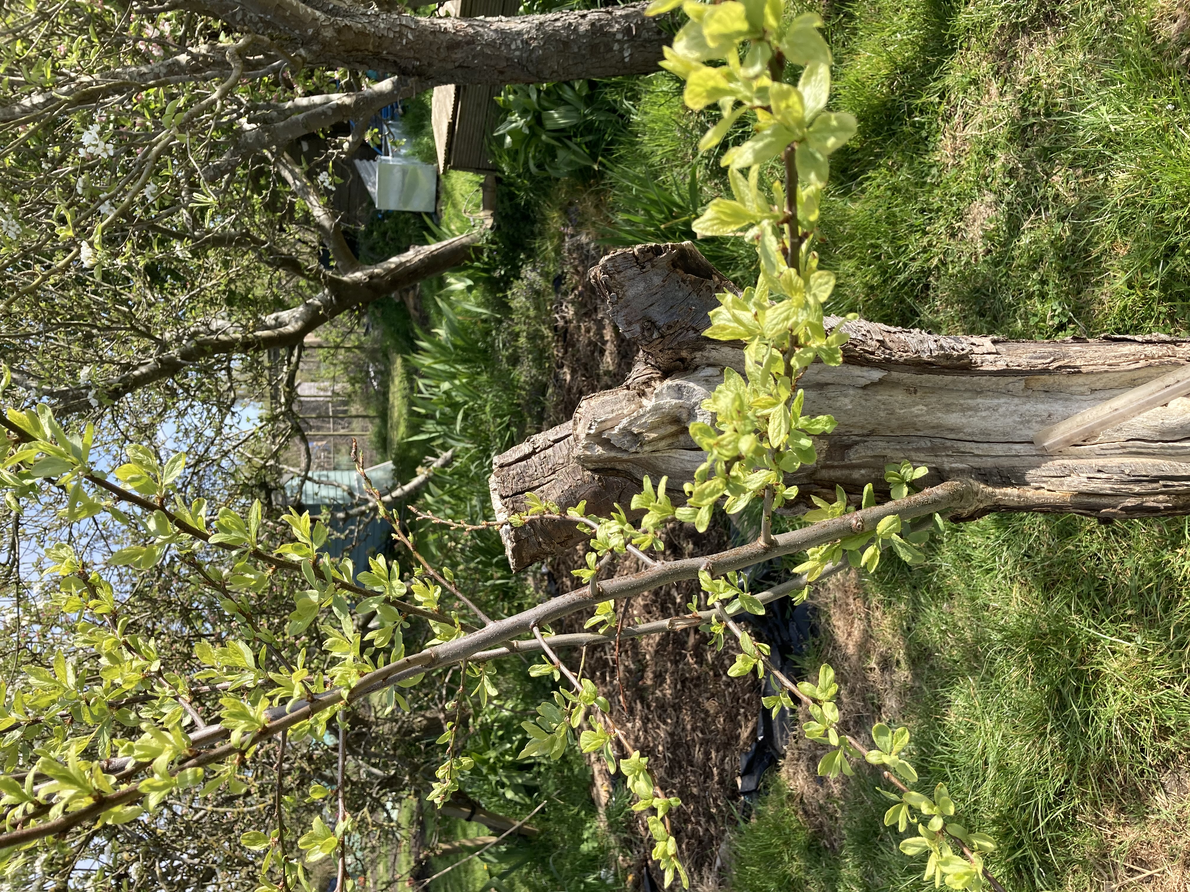 Picture from allotment library