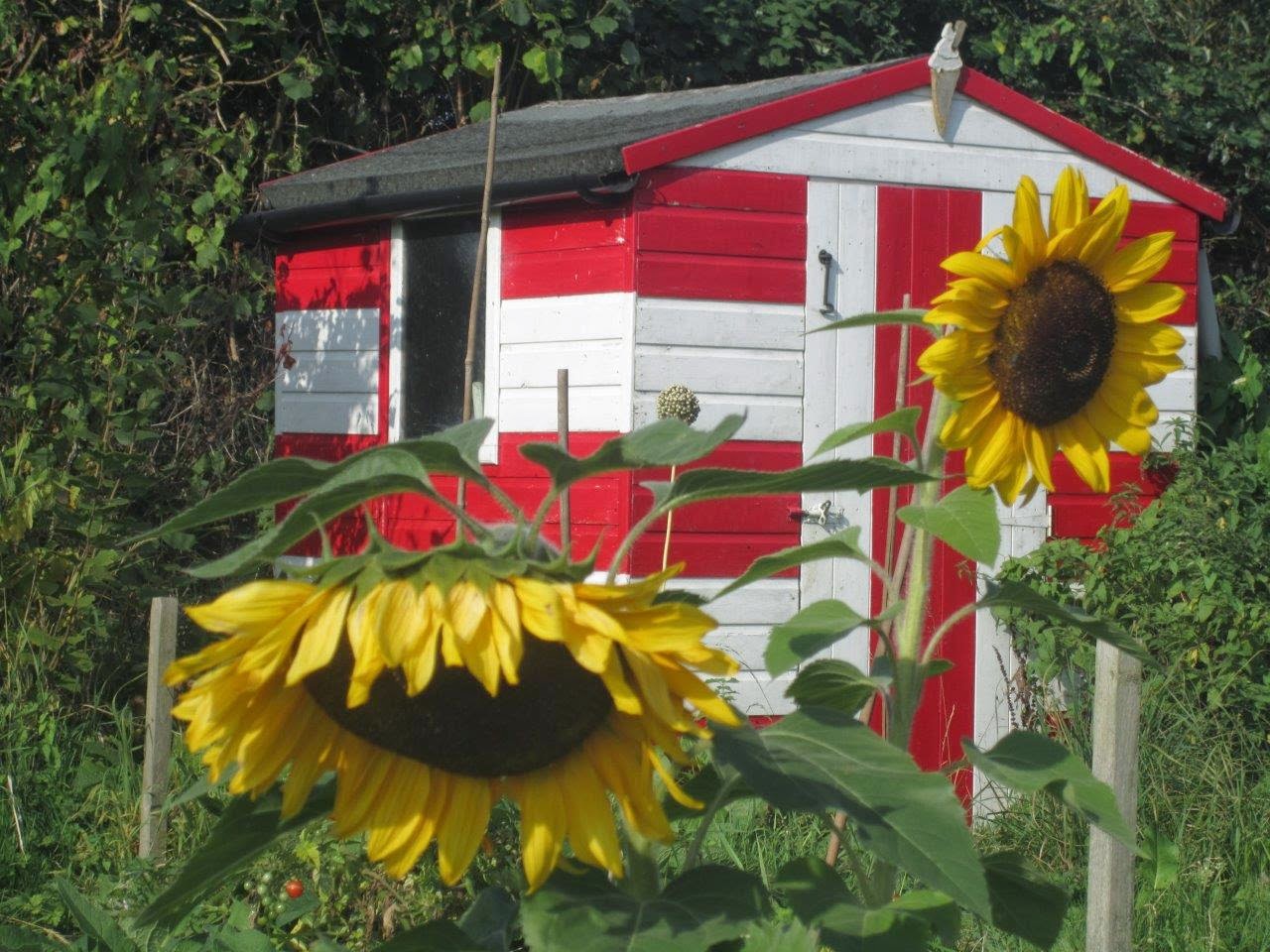 Picture from allotment library