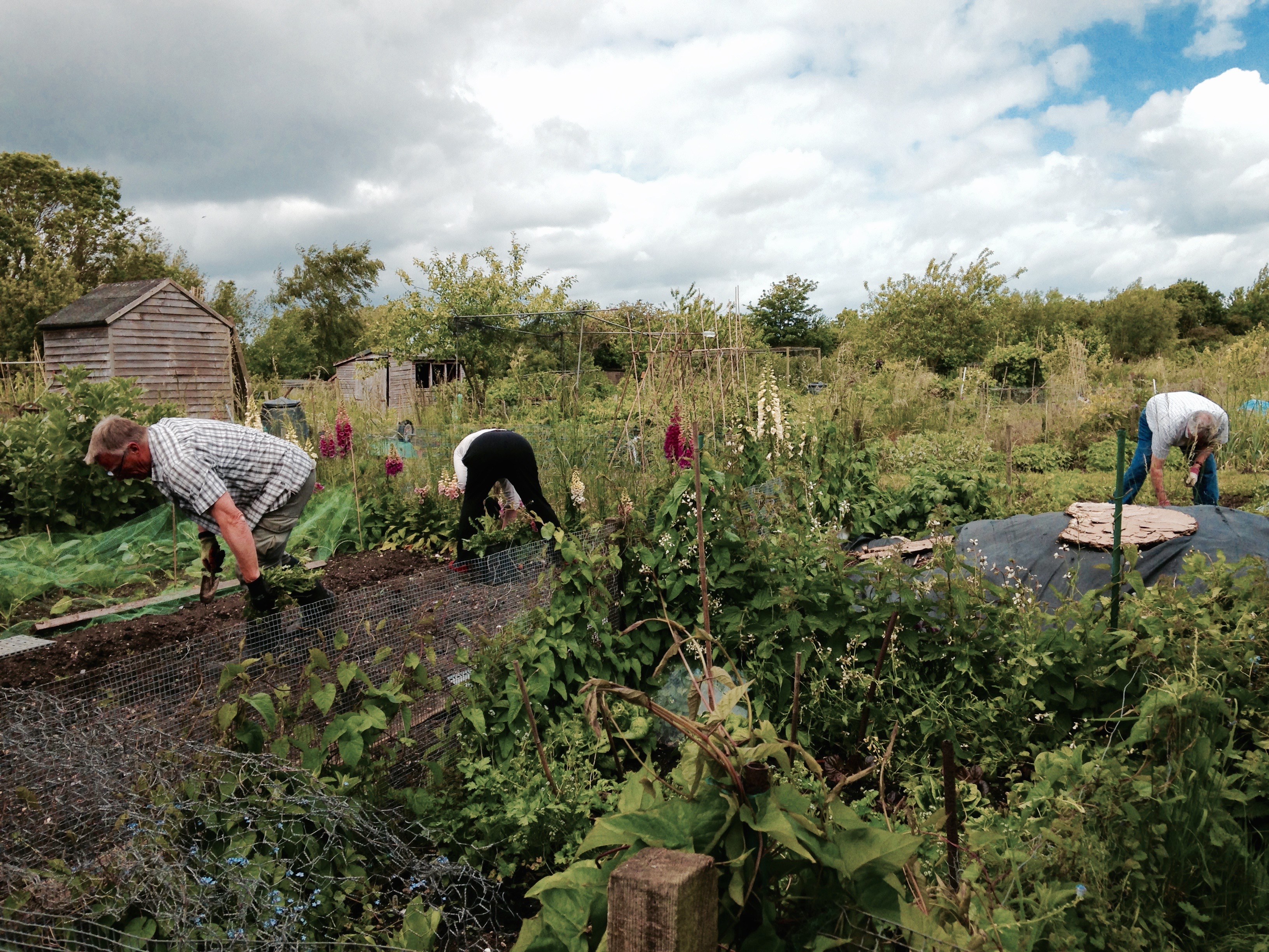 Picture from allotment library