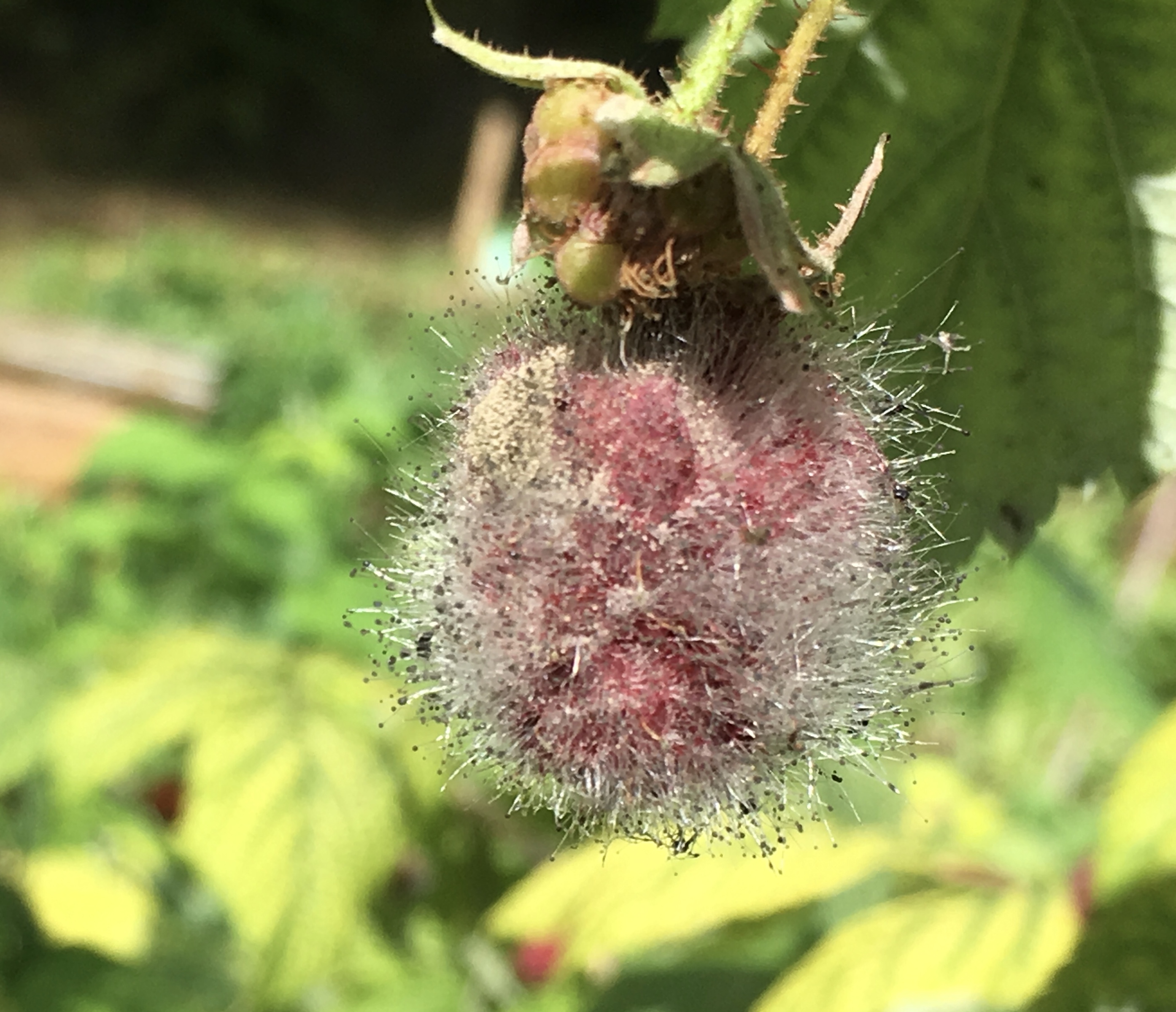 Picture from allotment library
