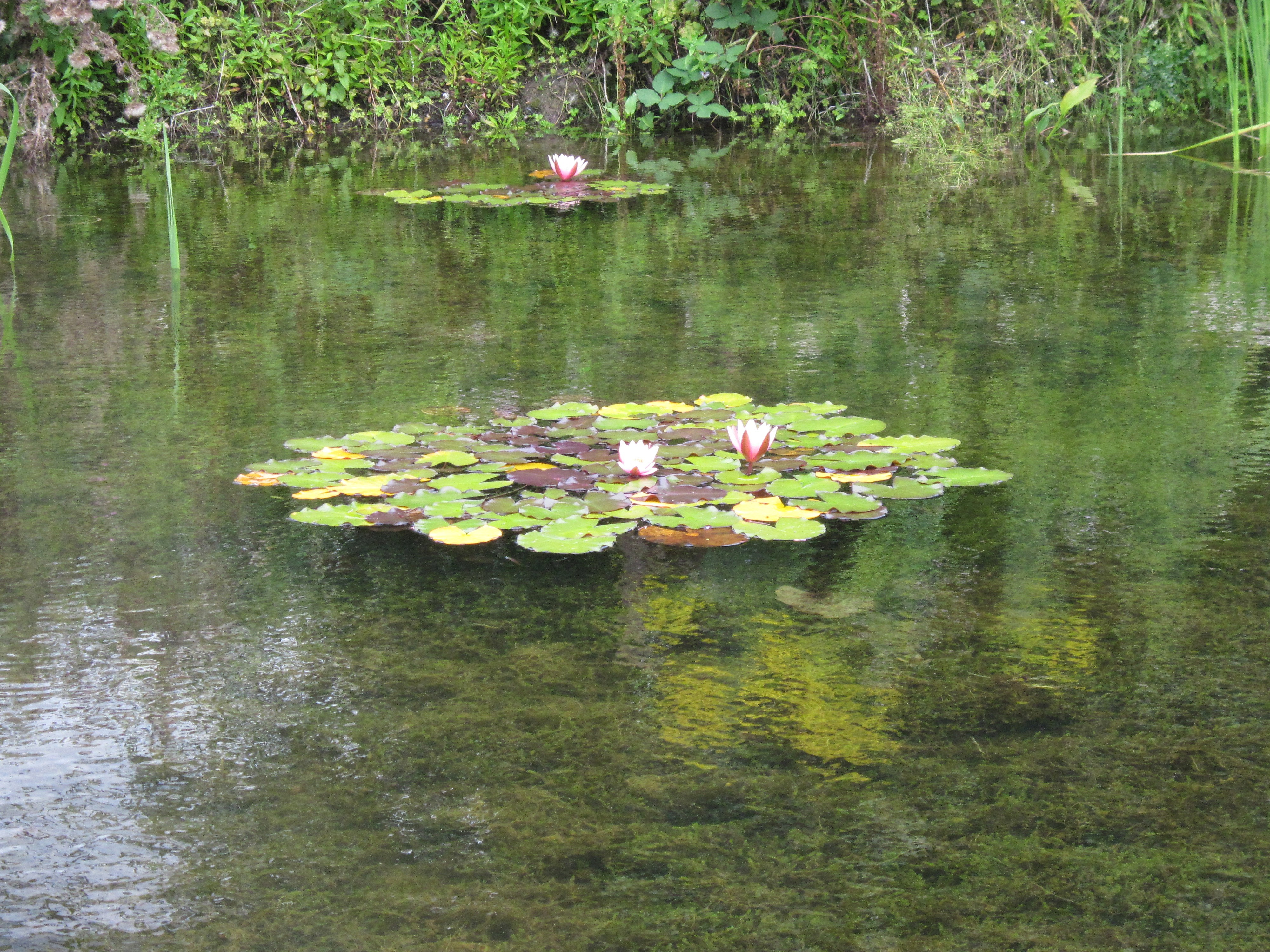 Picture from allotment library