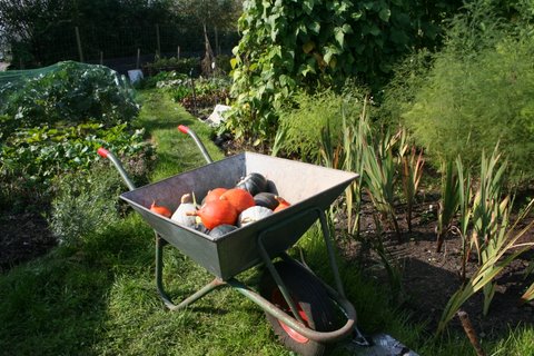 Picture from allotment library