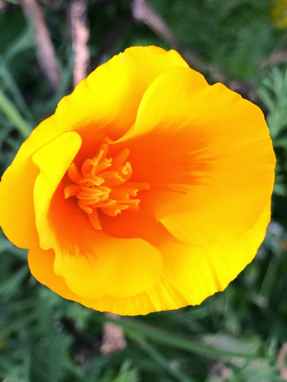 Picture from allotment library