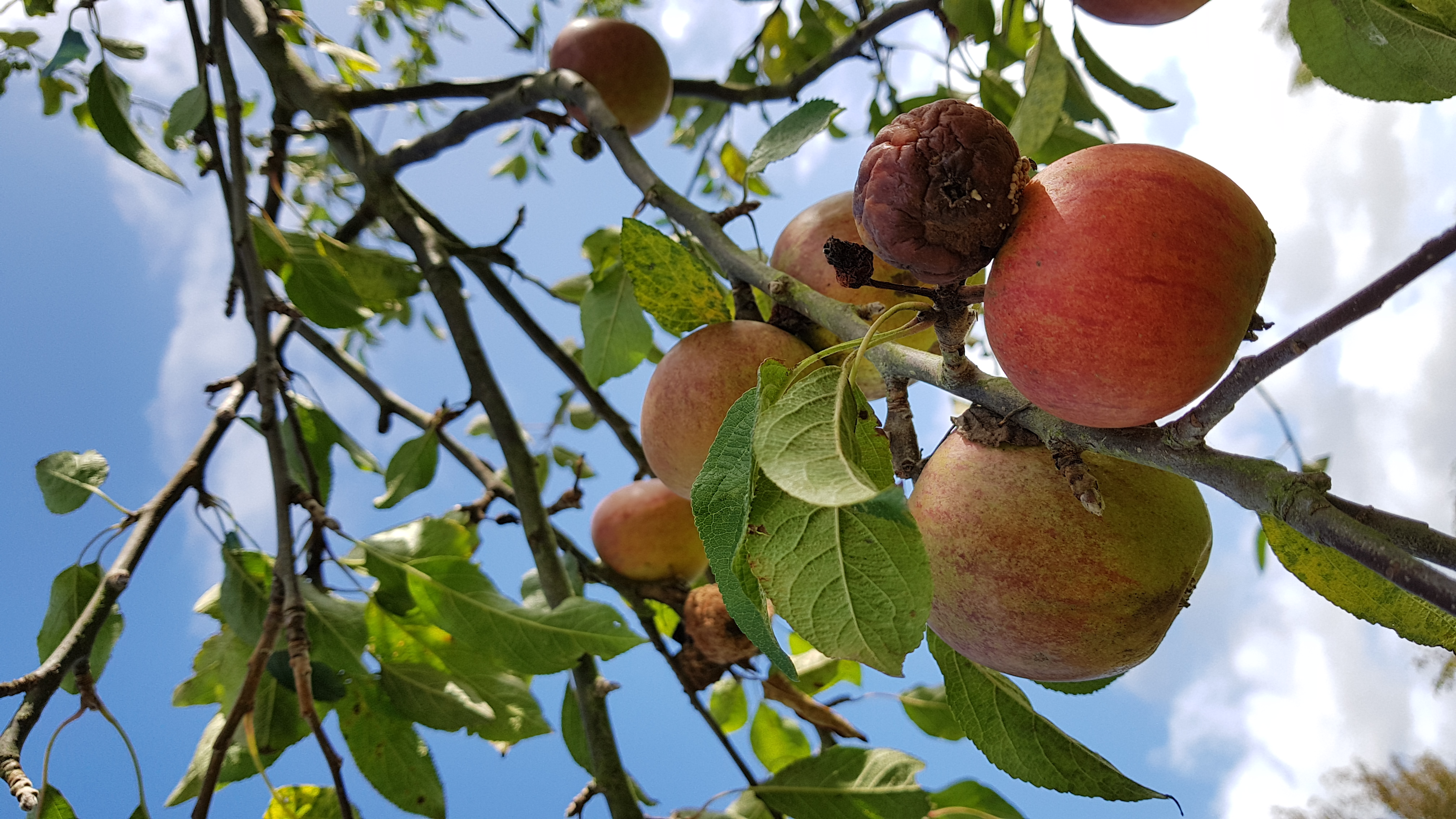 Picture from allotment library