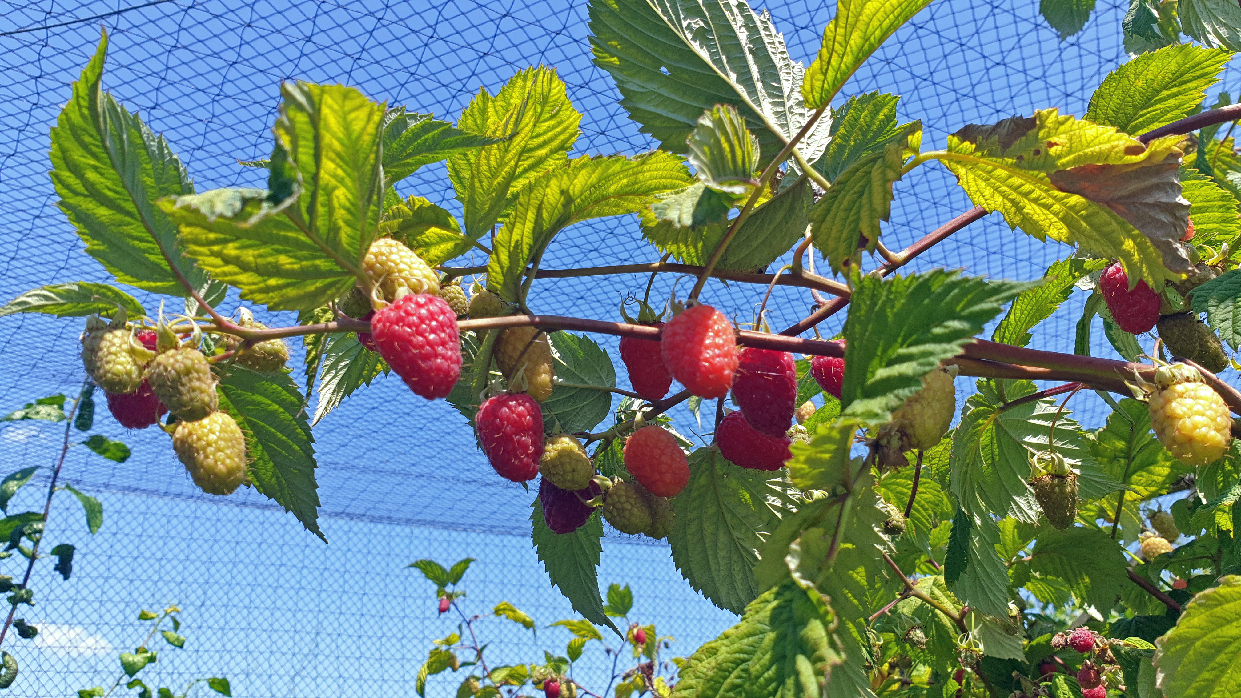 Picture from allotment library