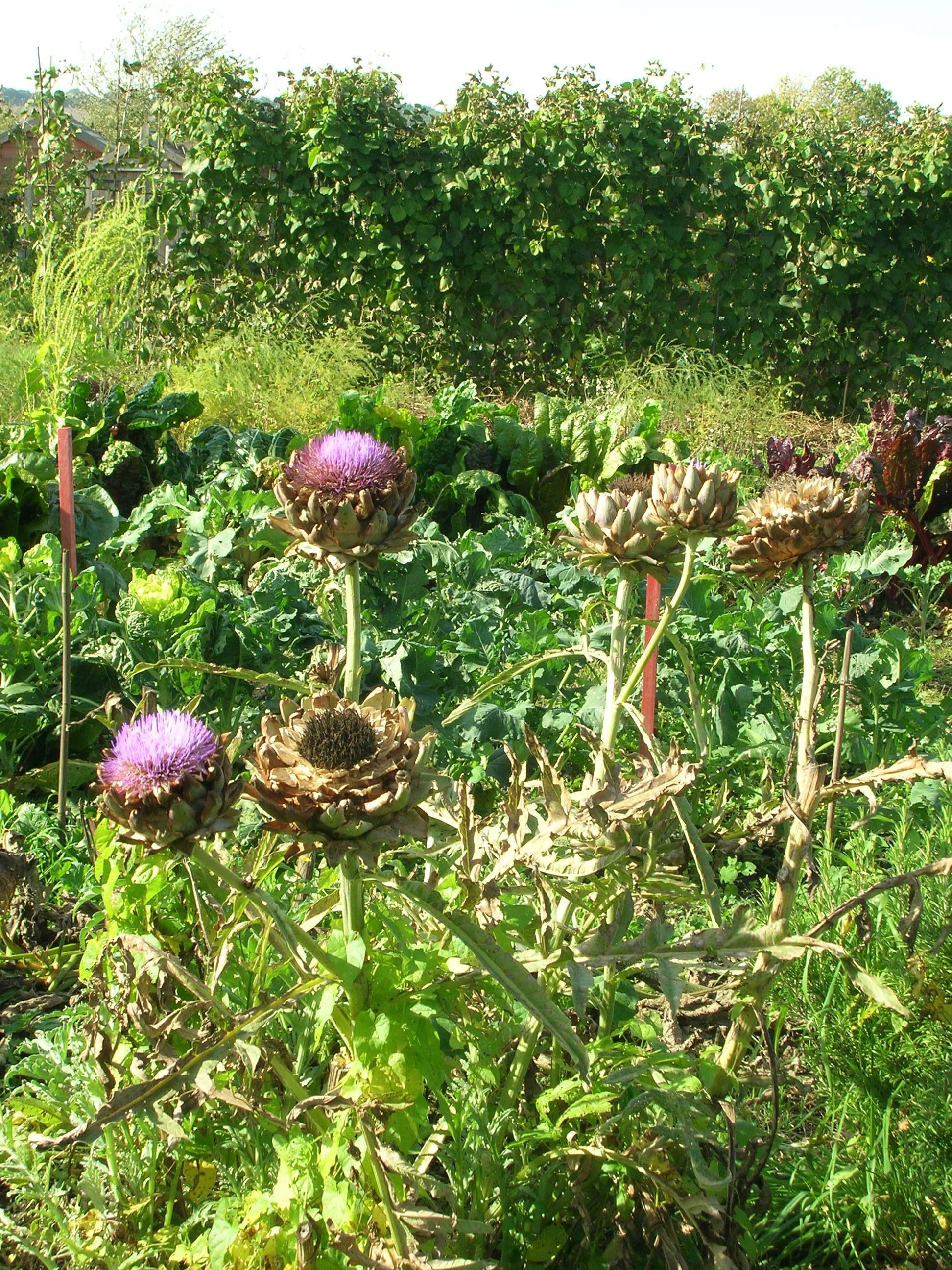 Picture from allotment library