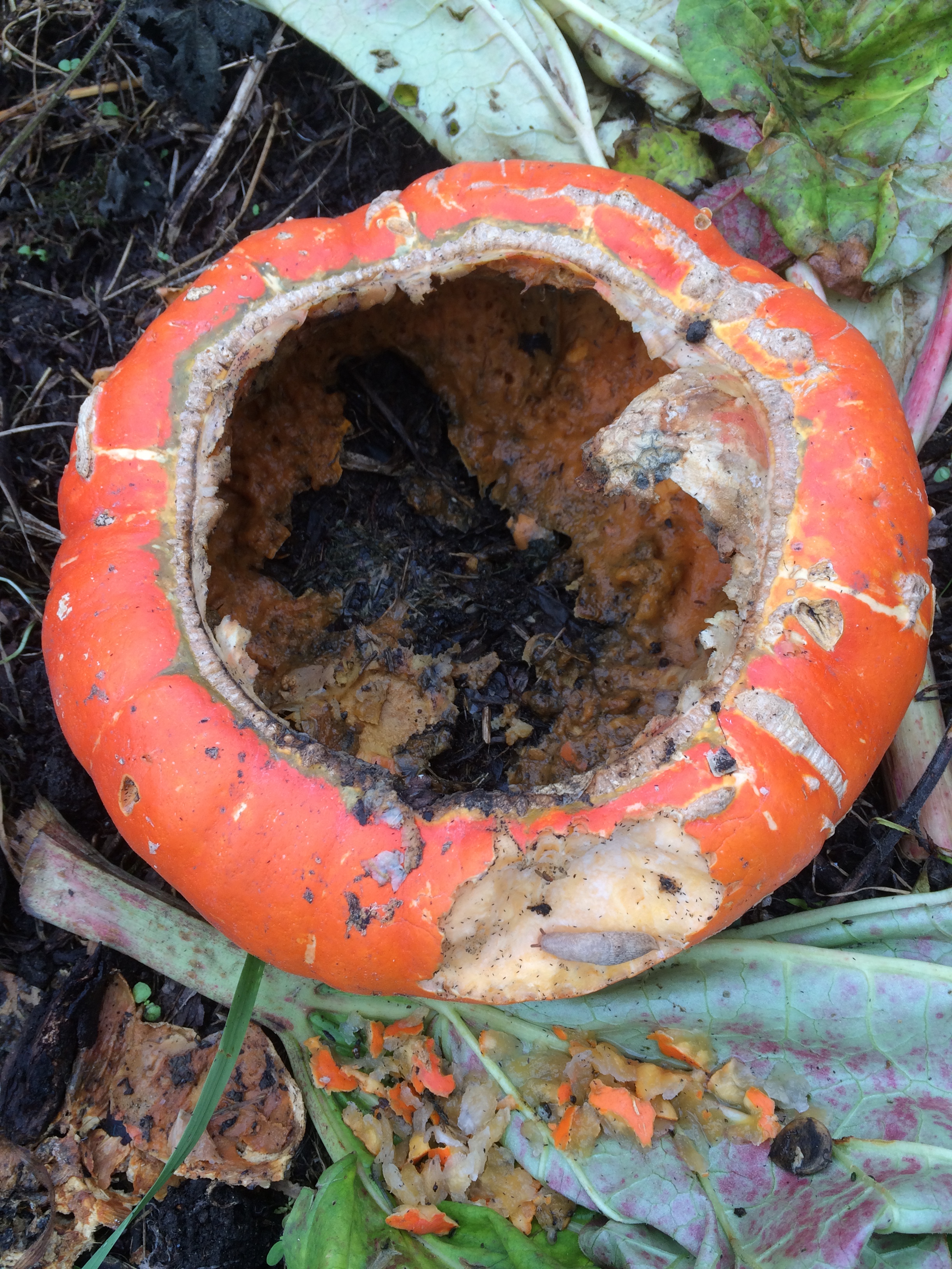 Picture from allotment library