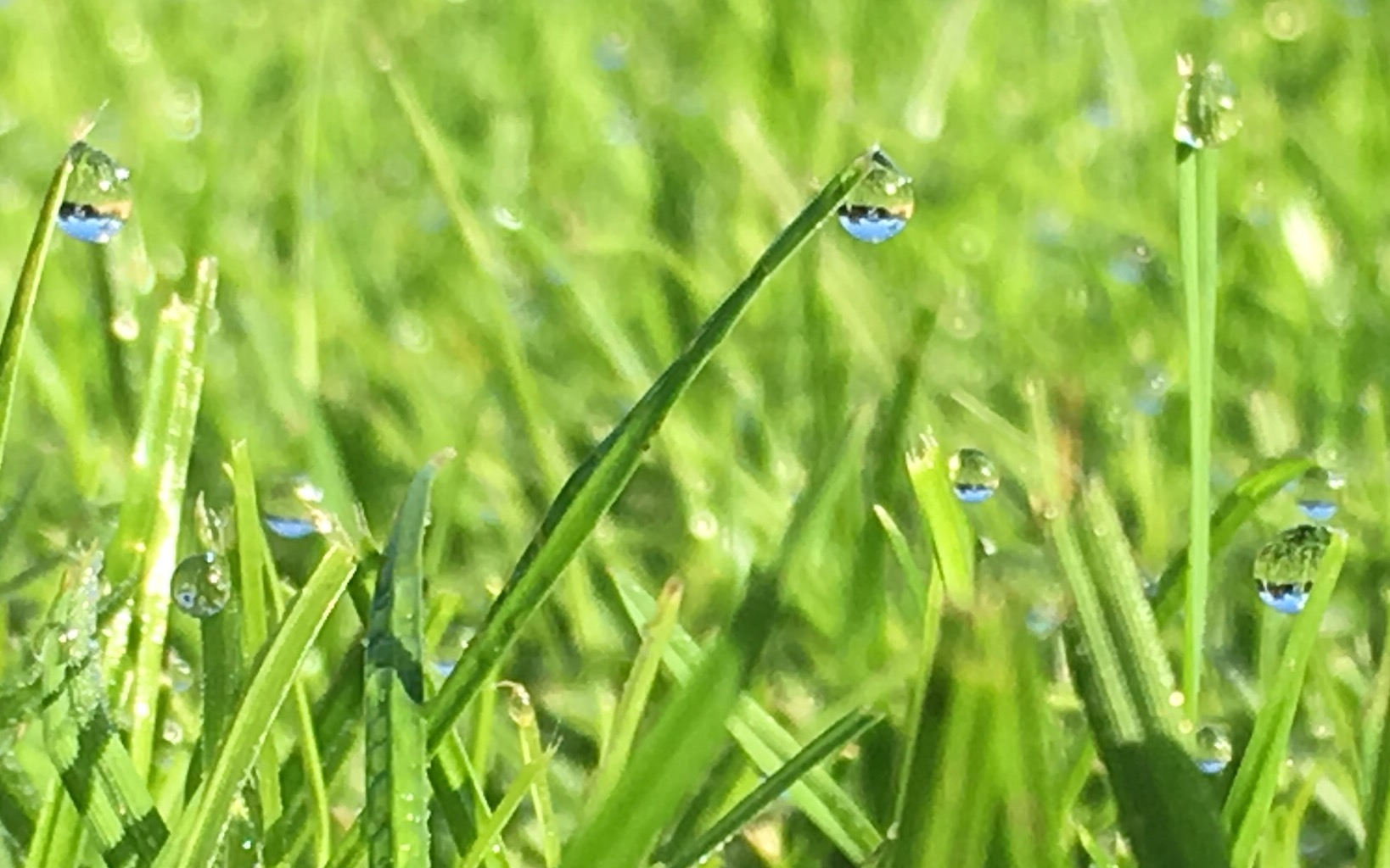 Picture from allotment library