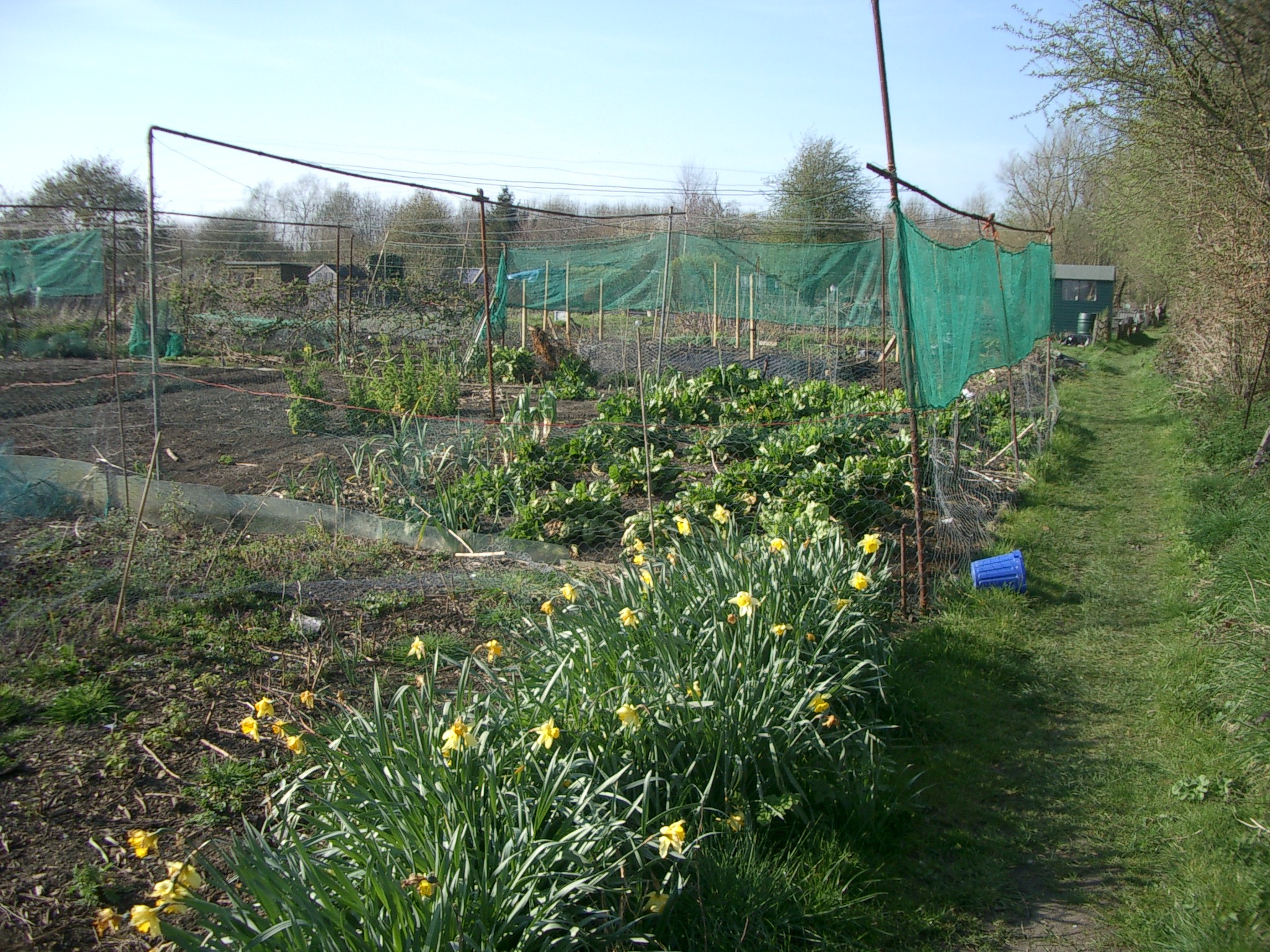 Picture from allotment library