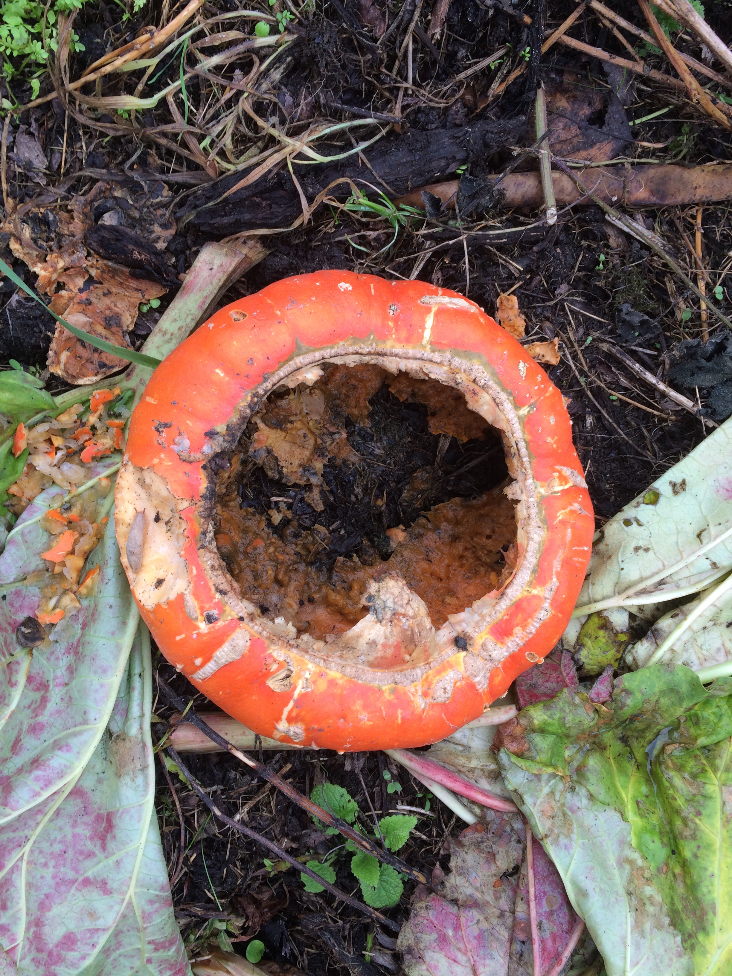 Picture from allotment library