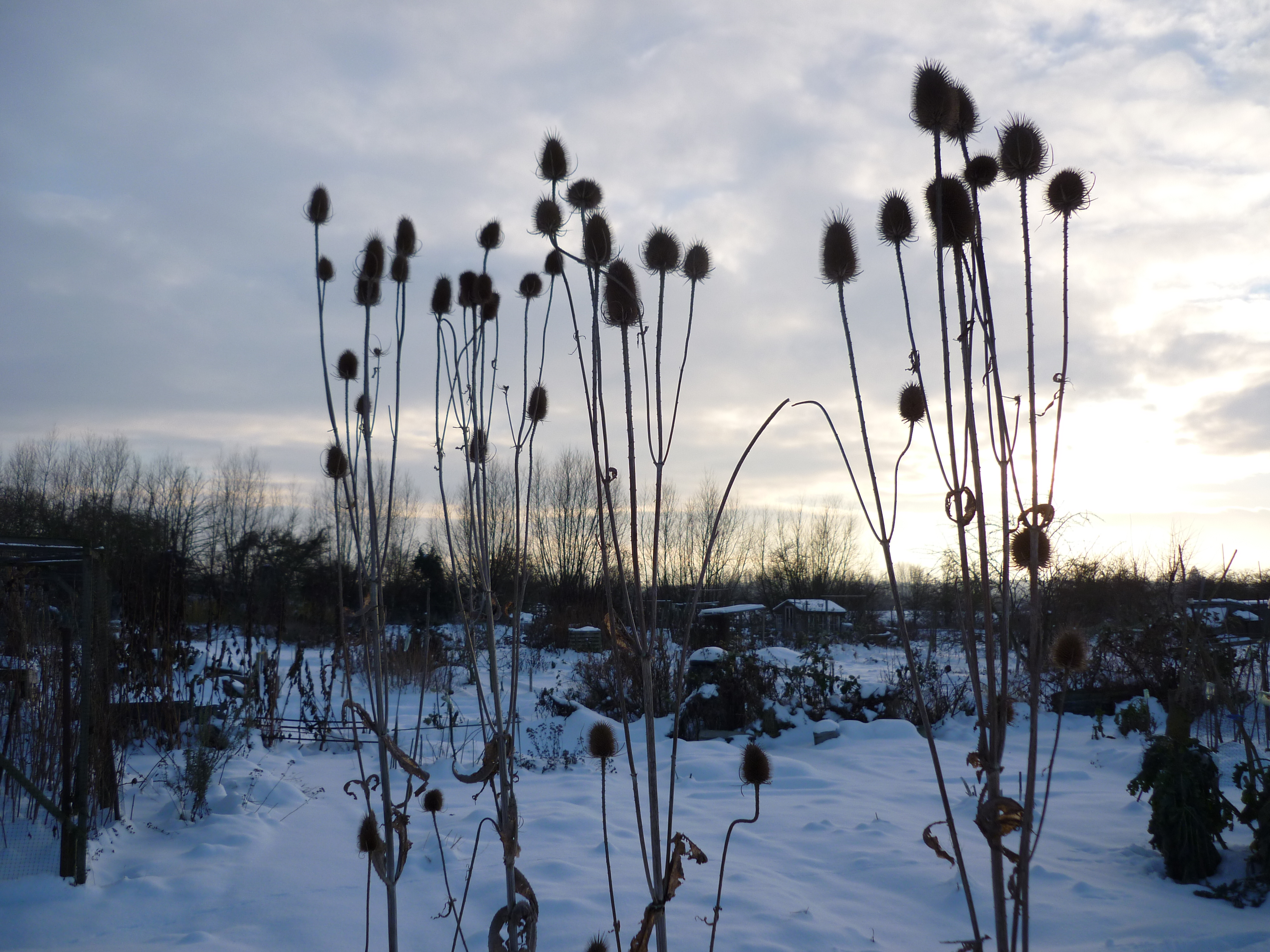 Picture from allotment library