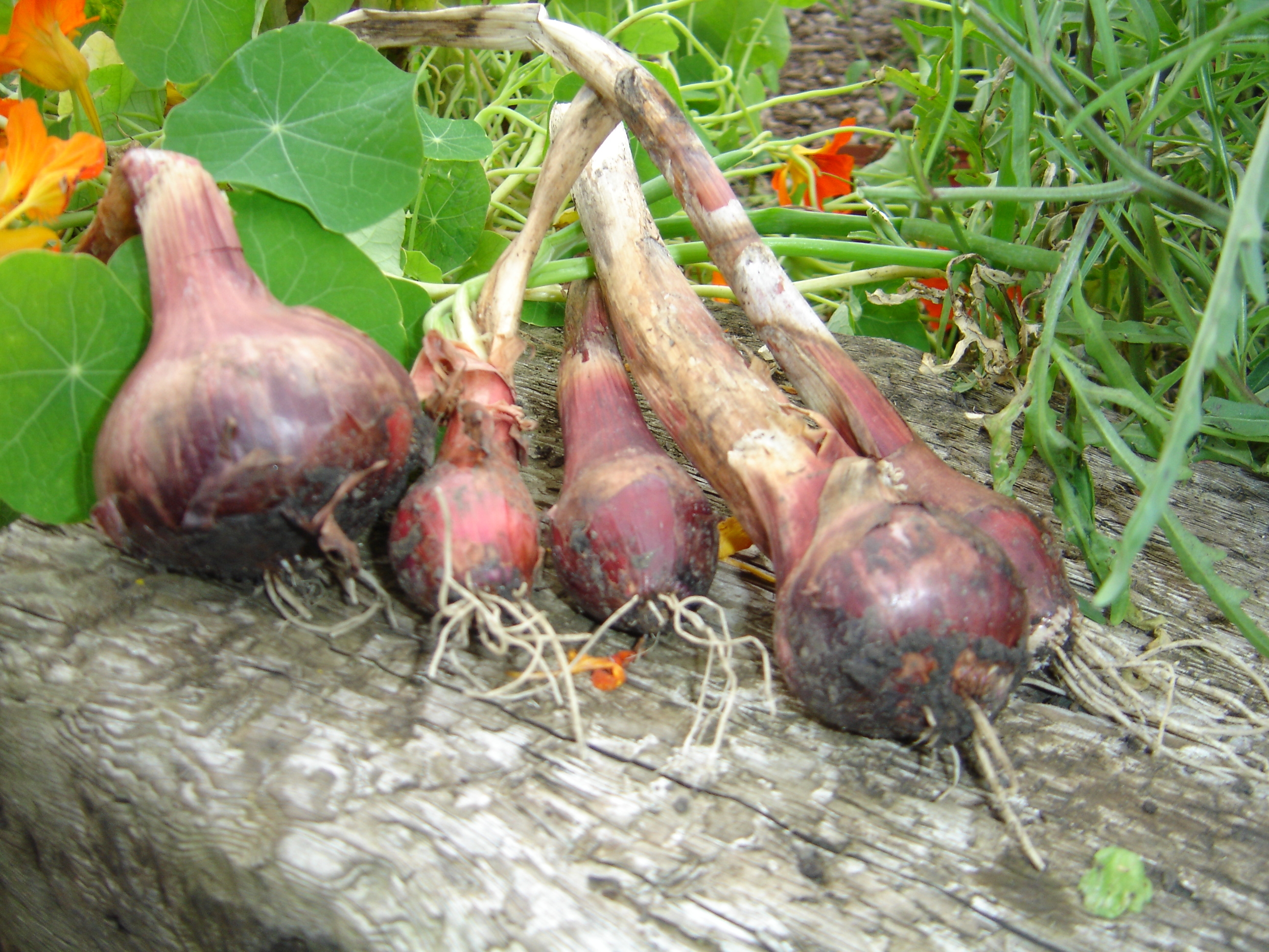 Picture from allotment library