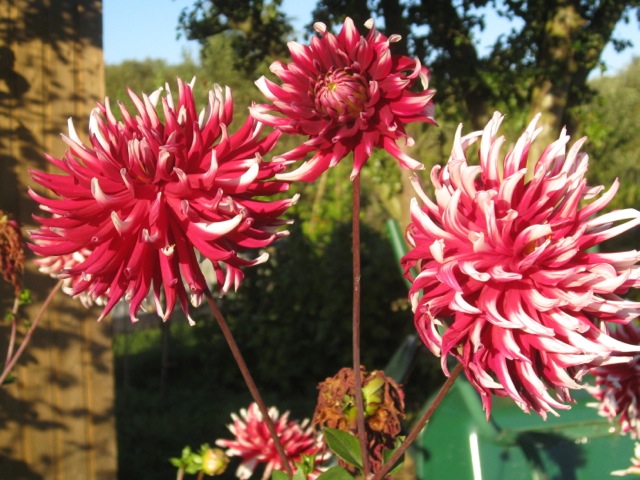 Picture from allotment library
