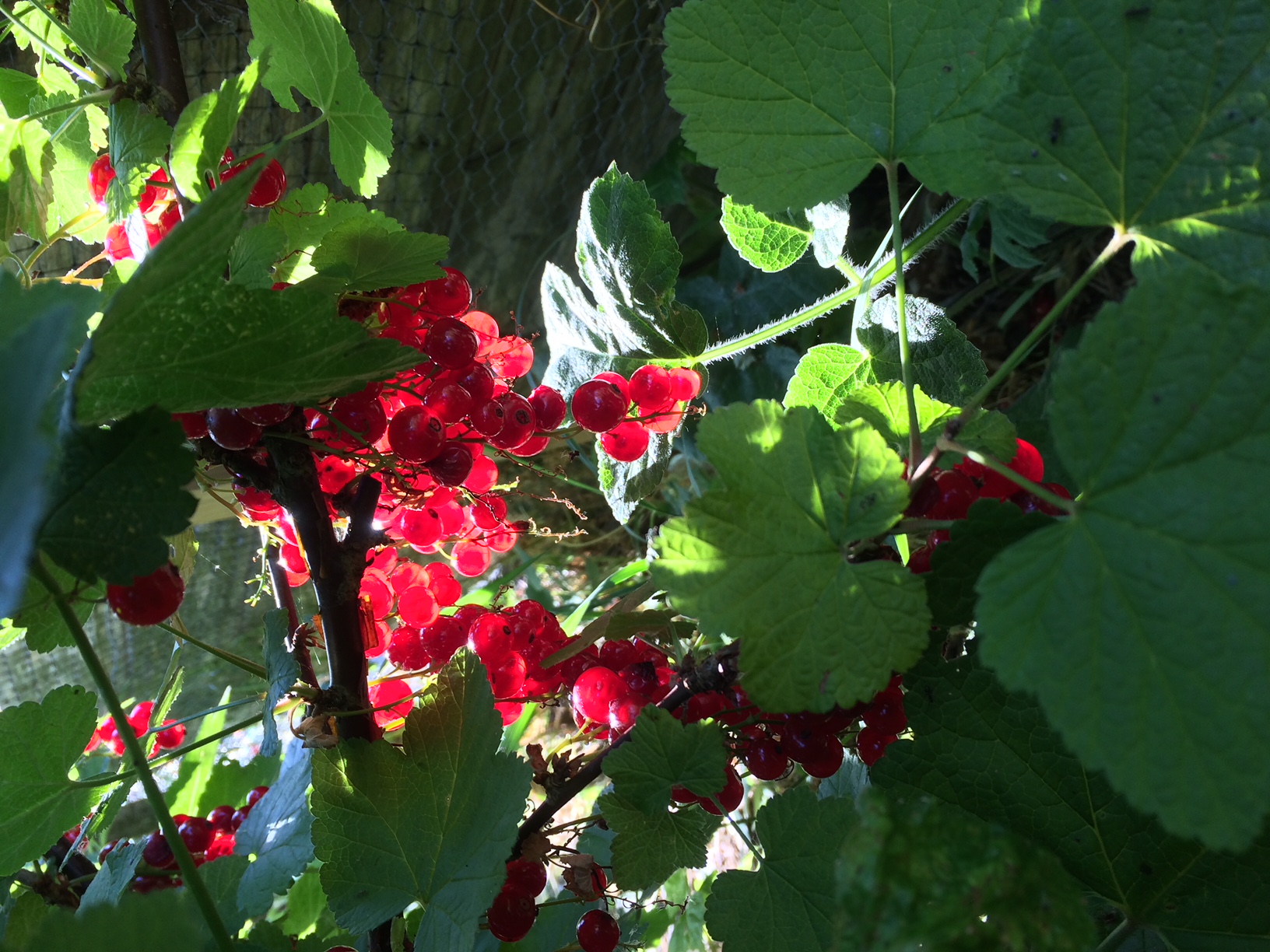 Picture from allotment library