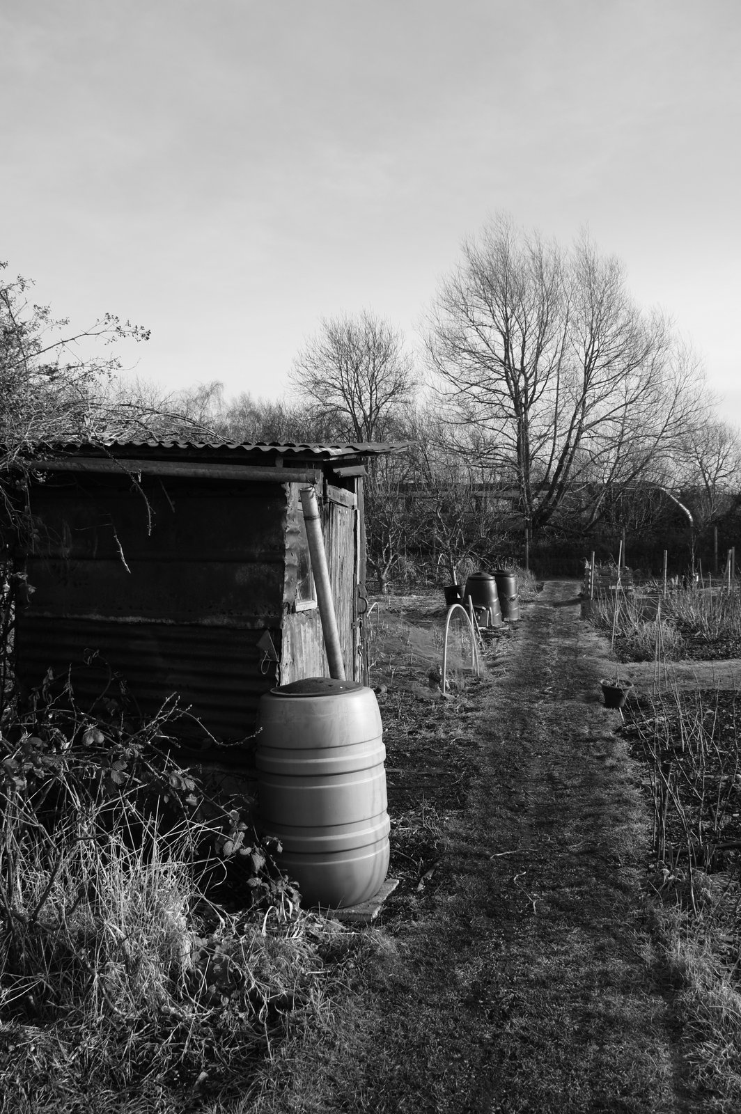 Picture from allotment library