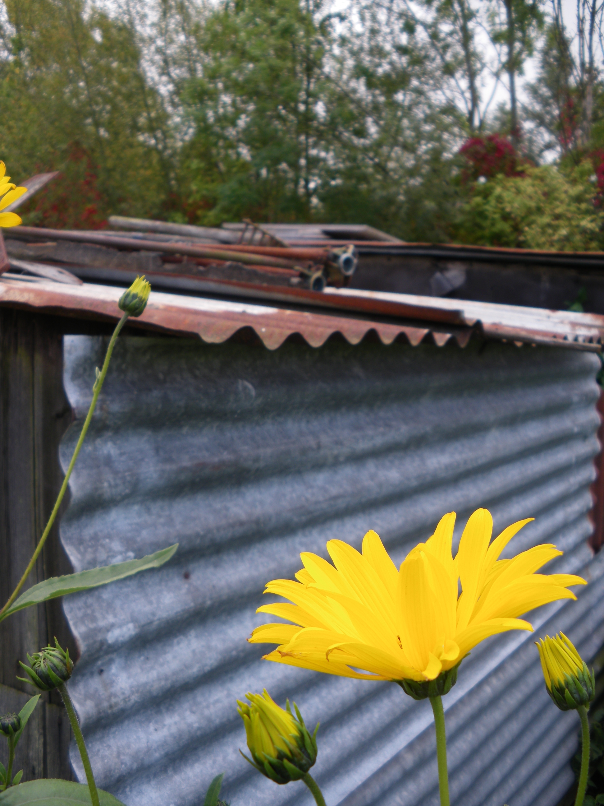 Picture from allotment library