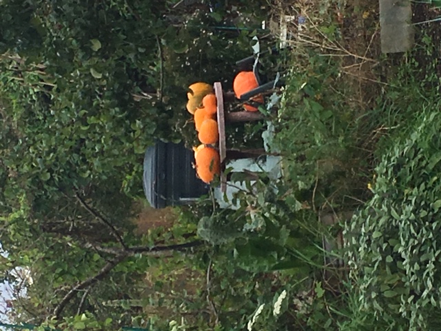 Picture from allotment library