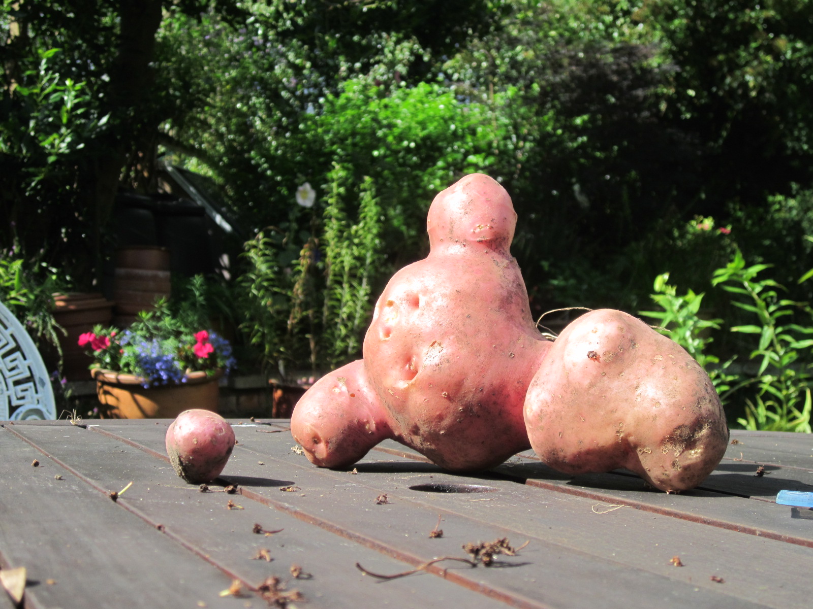 Picture from allotment library