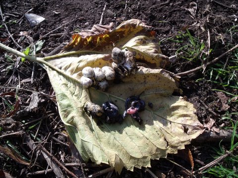 Picture from allotment library