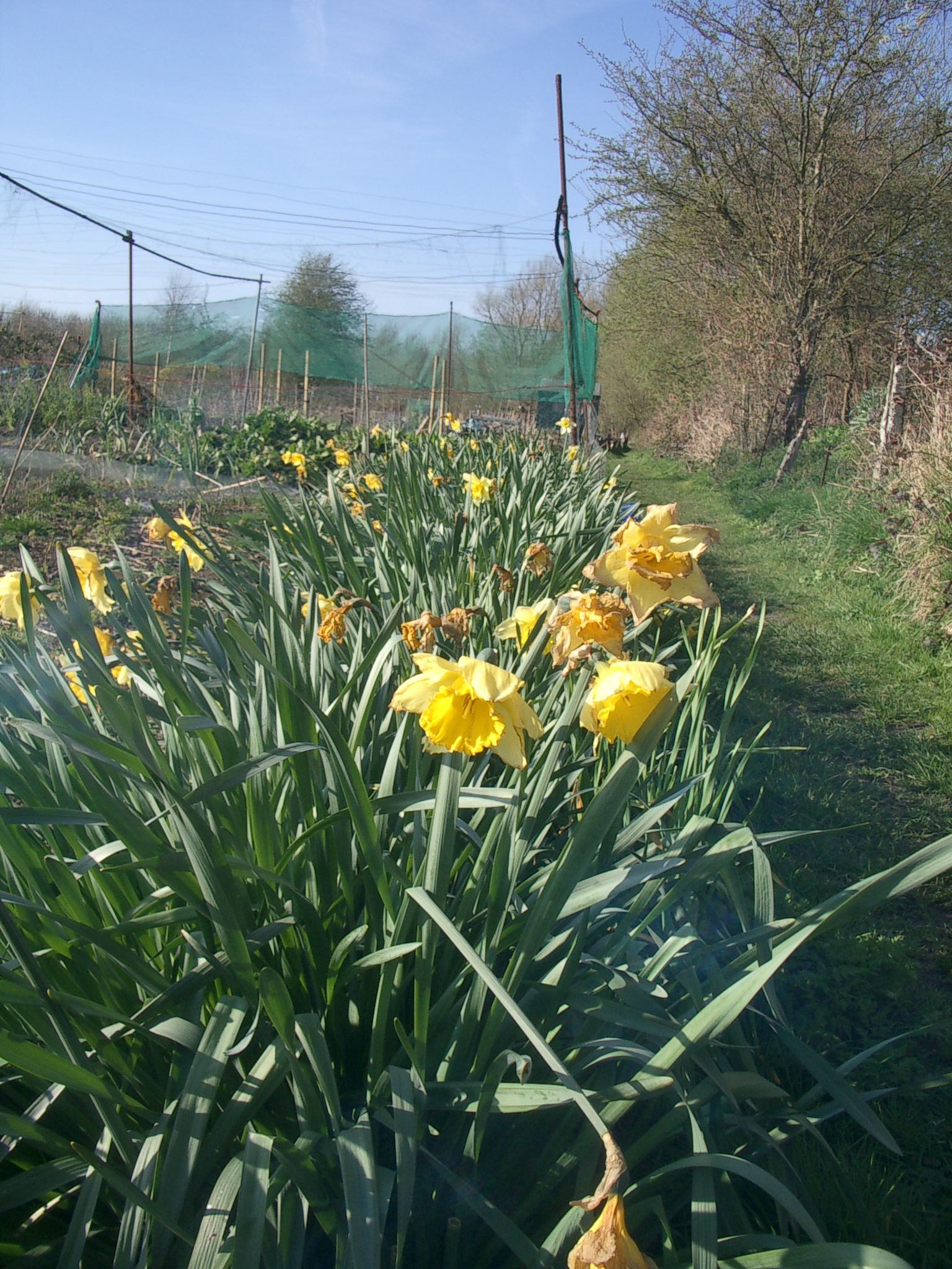 Picture from allotment library