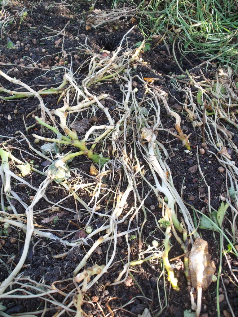 Picture from allotment library
