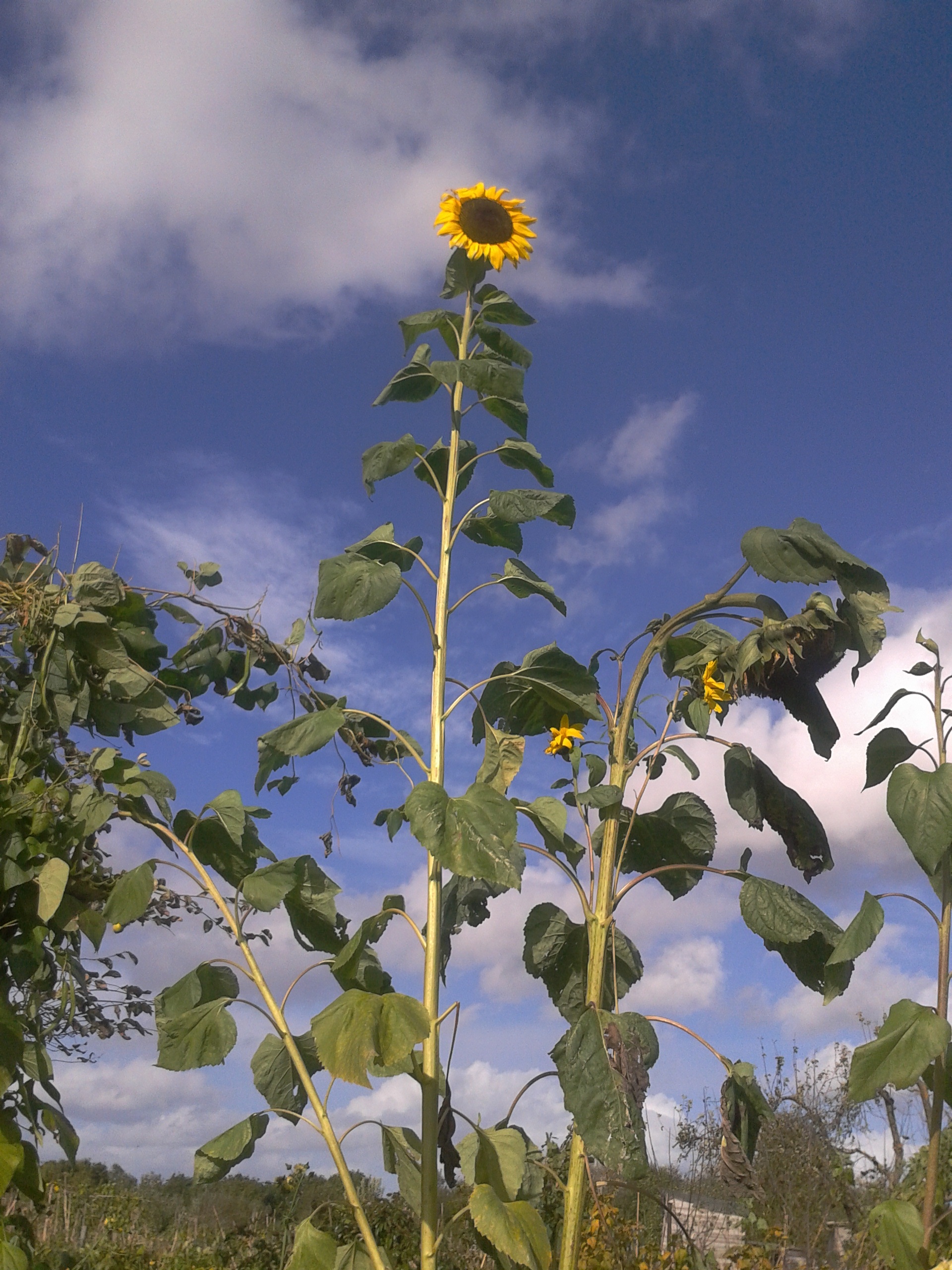 Picture from allotment library