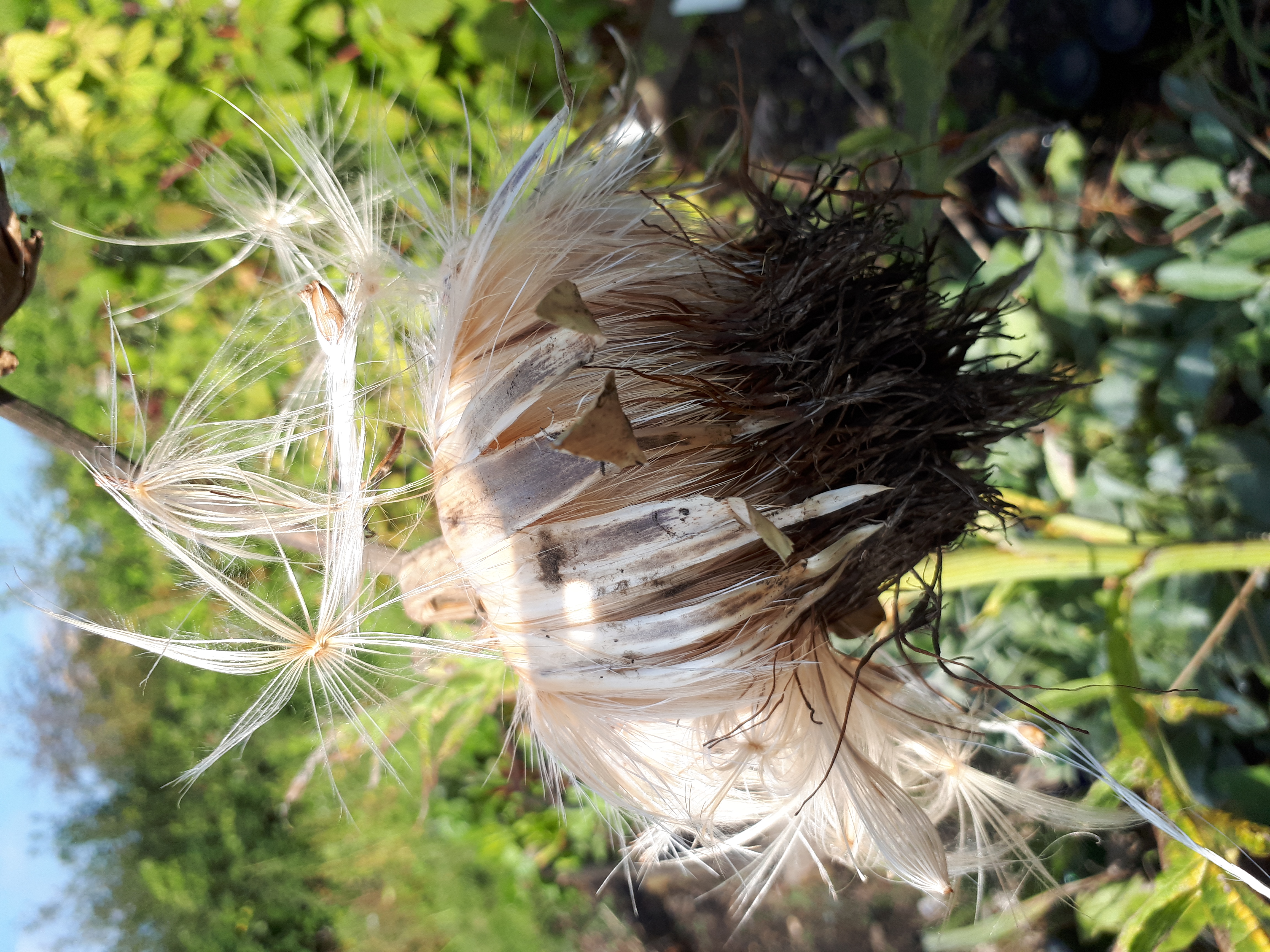 Picture from allotment library