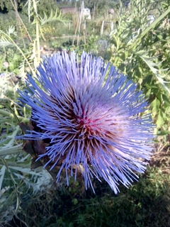 Picture from allotment library