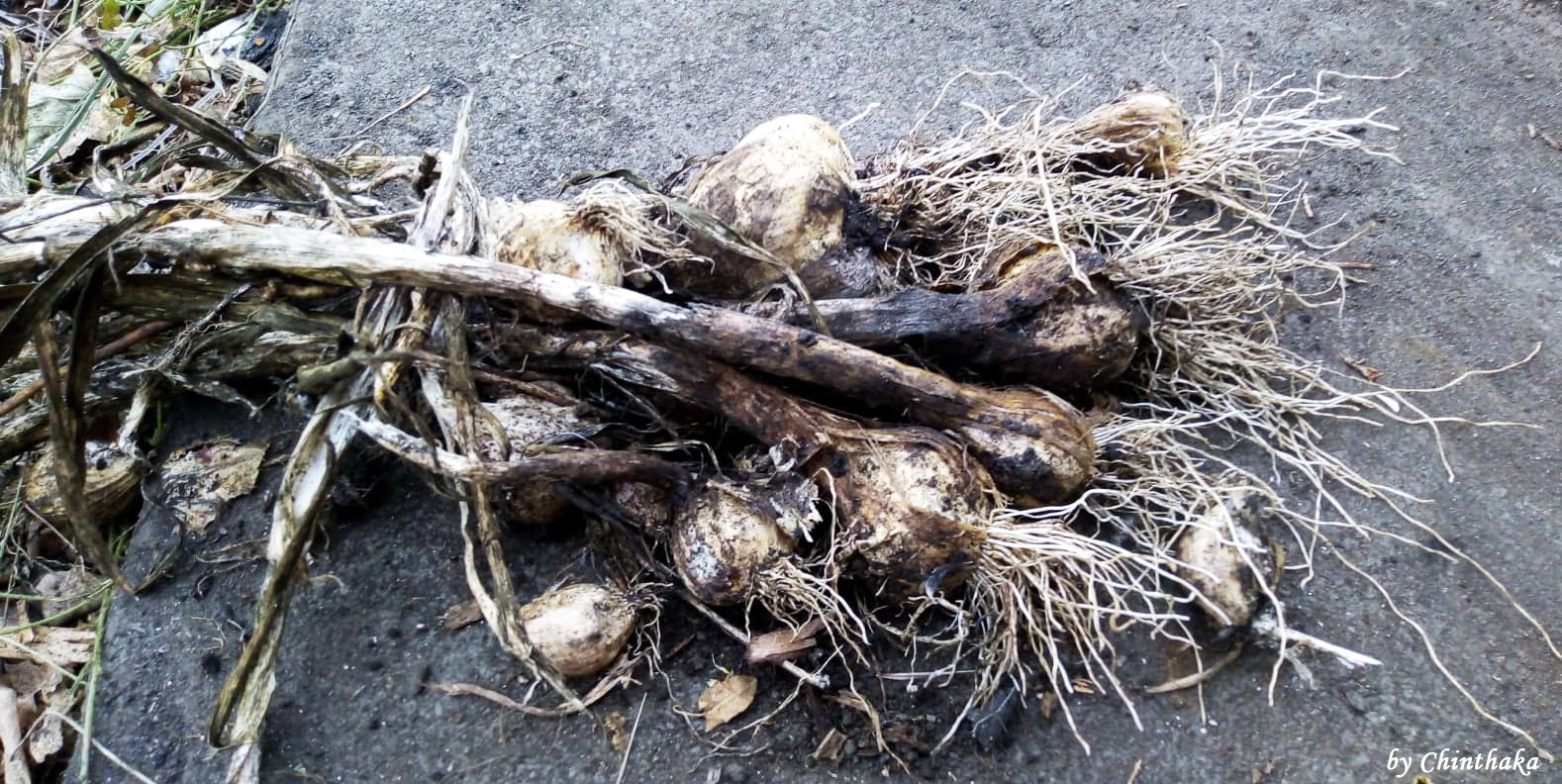 Picture from allotment library