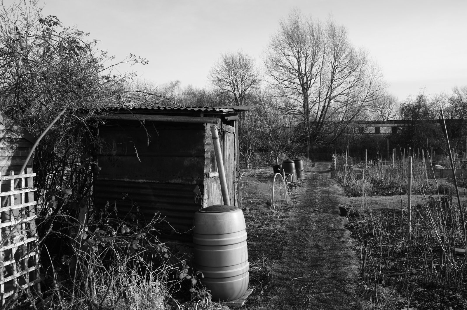 Picture from allotment library